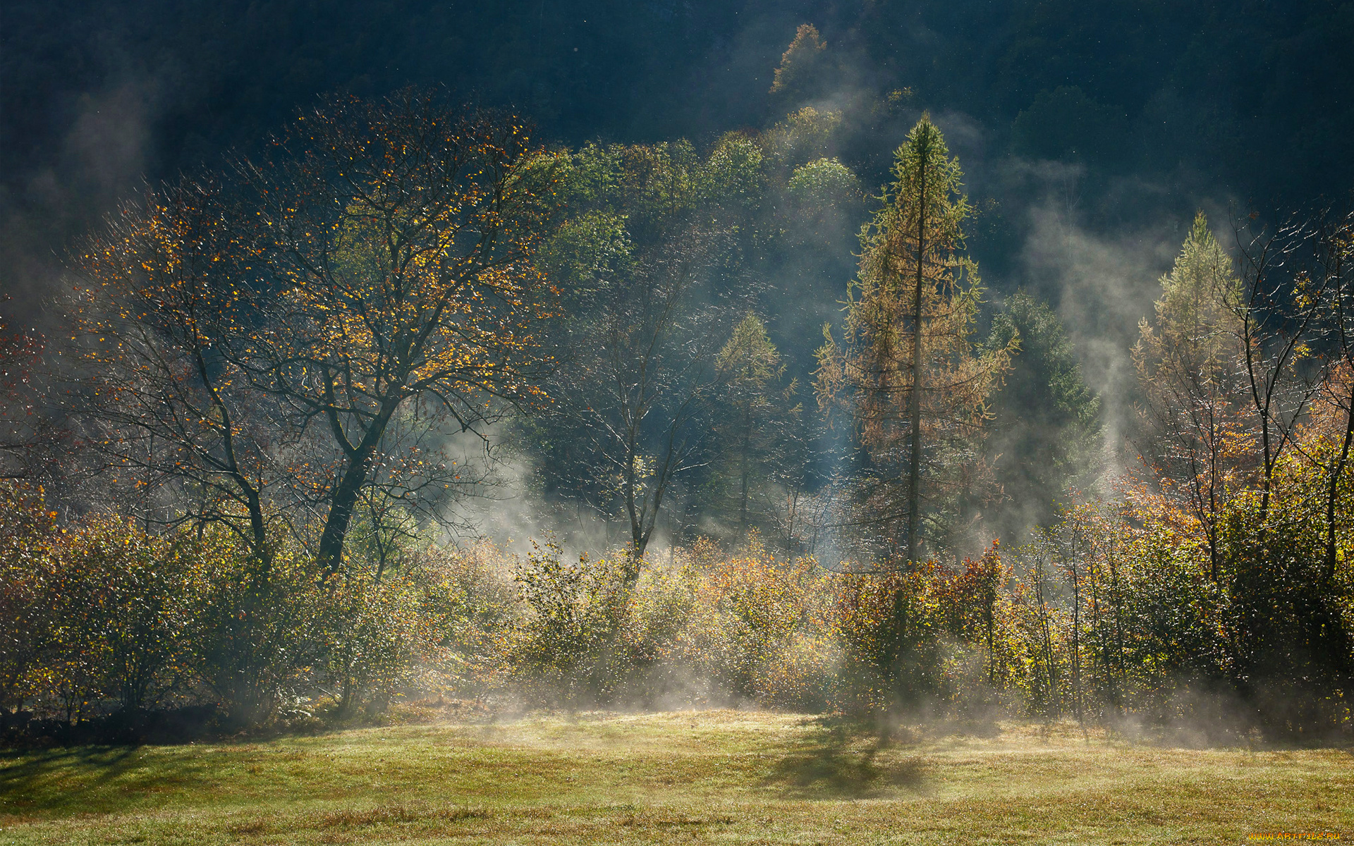 природа, деревья, лес, туман, дымка, осень, свет