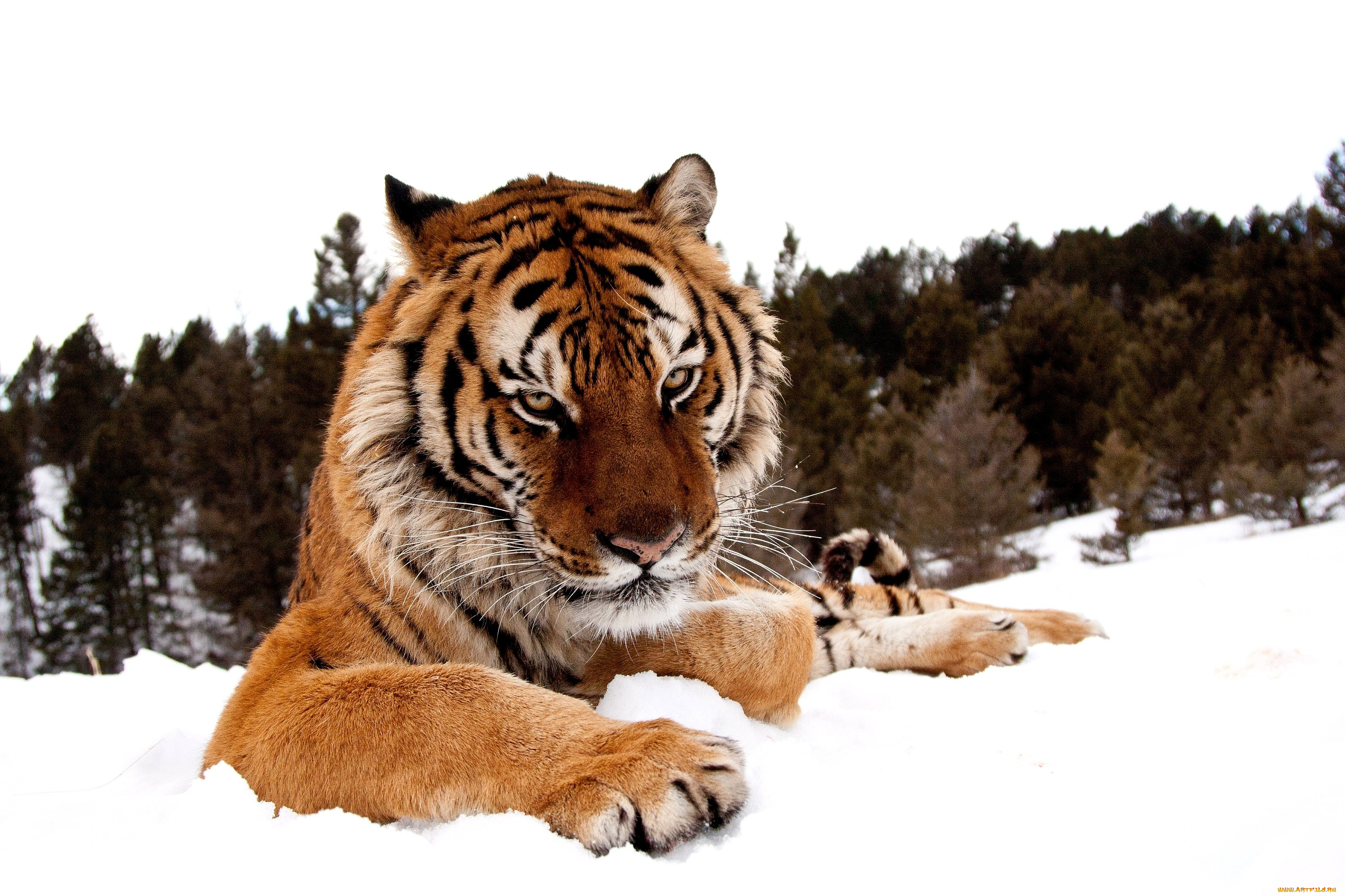 животные, тигры, зима, снег, хищник