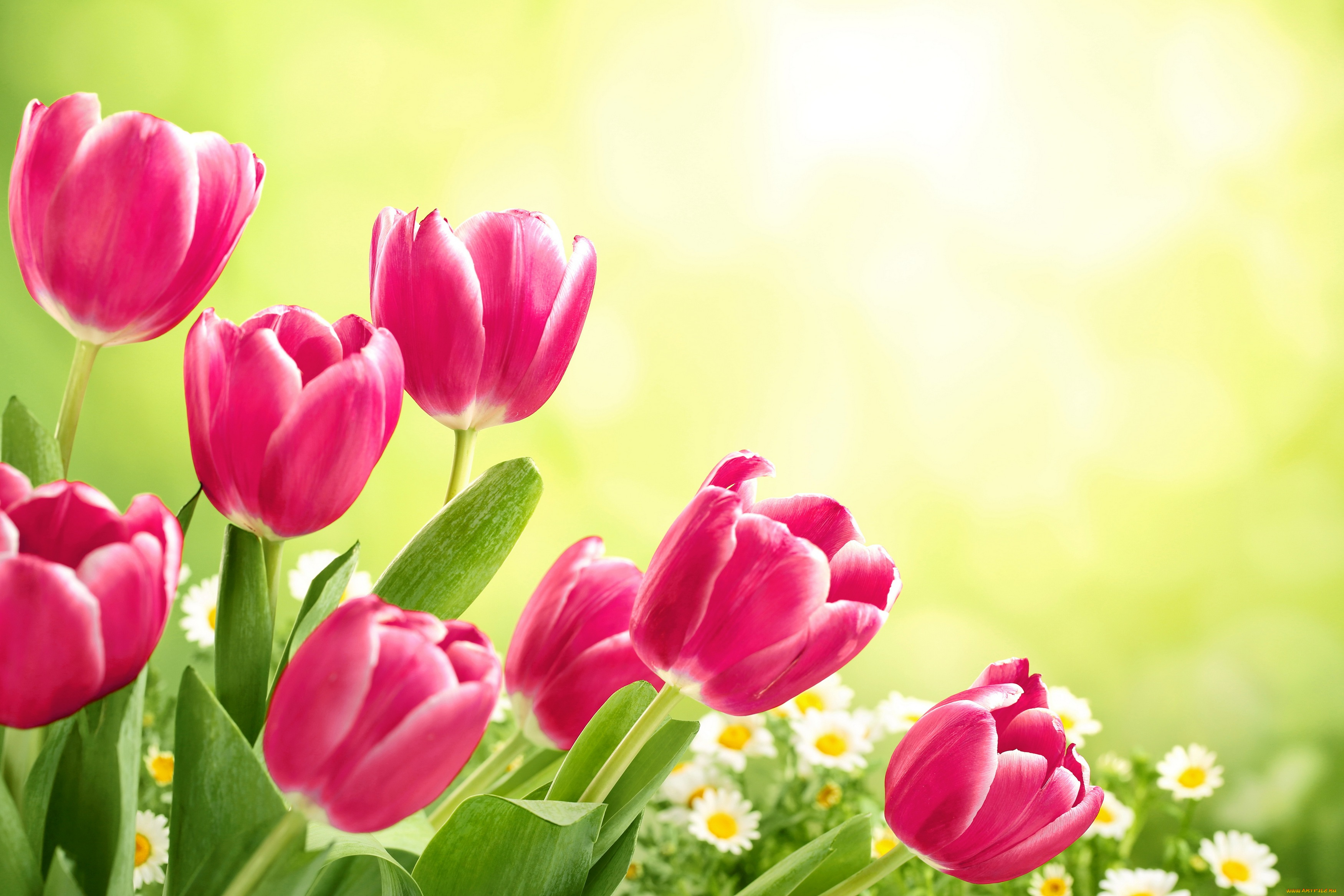 цветы, тюльпаны, flowers, tulips, fresh, spring