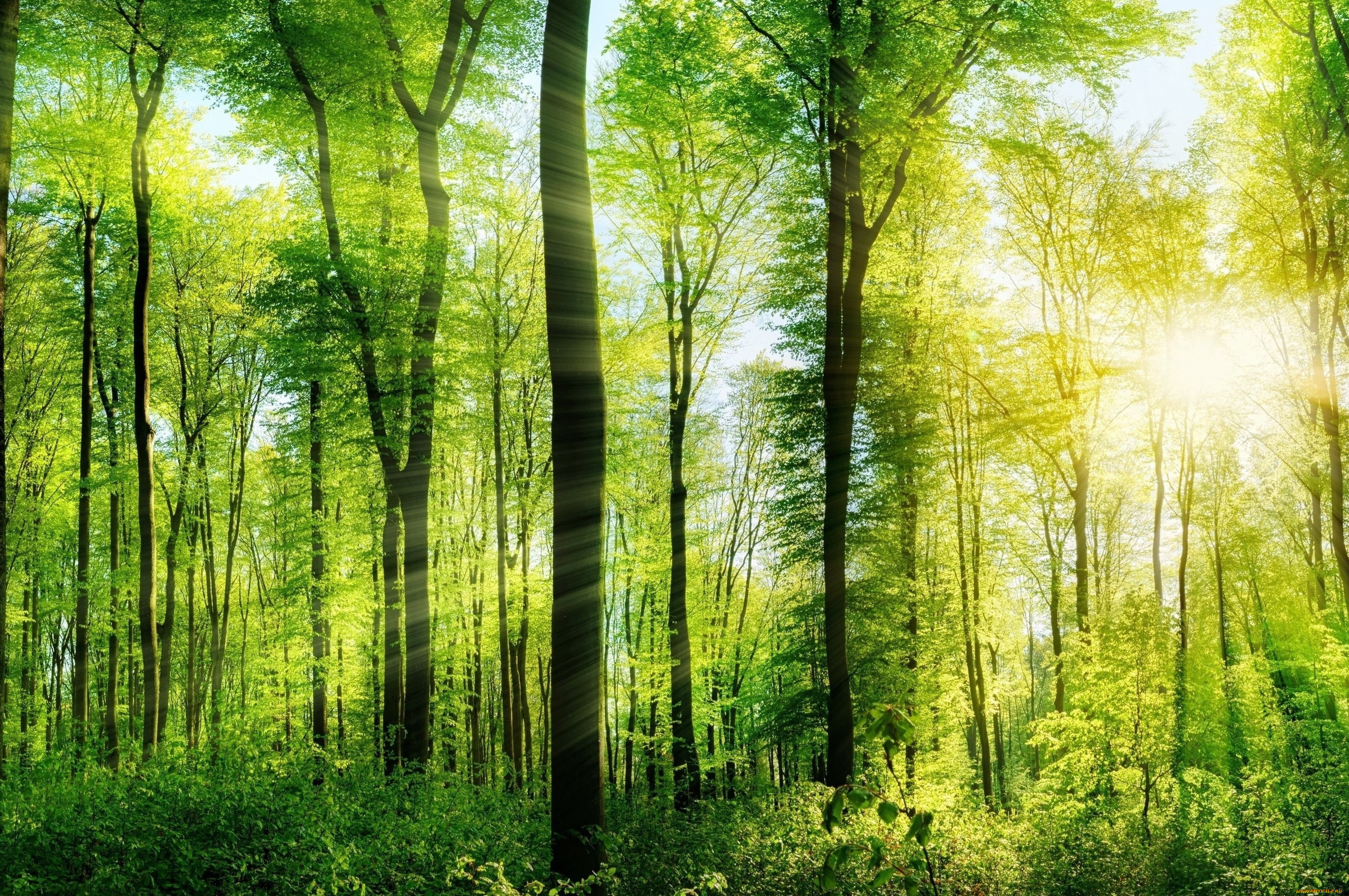 природа, лес, лето, деревья, лучи, солнца, зелень