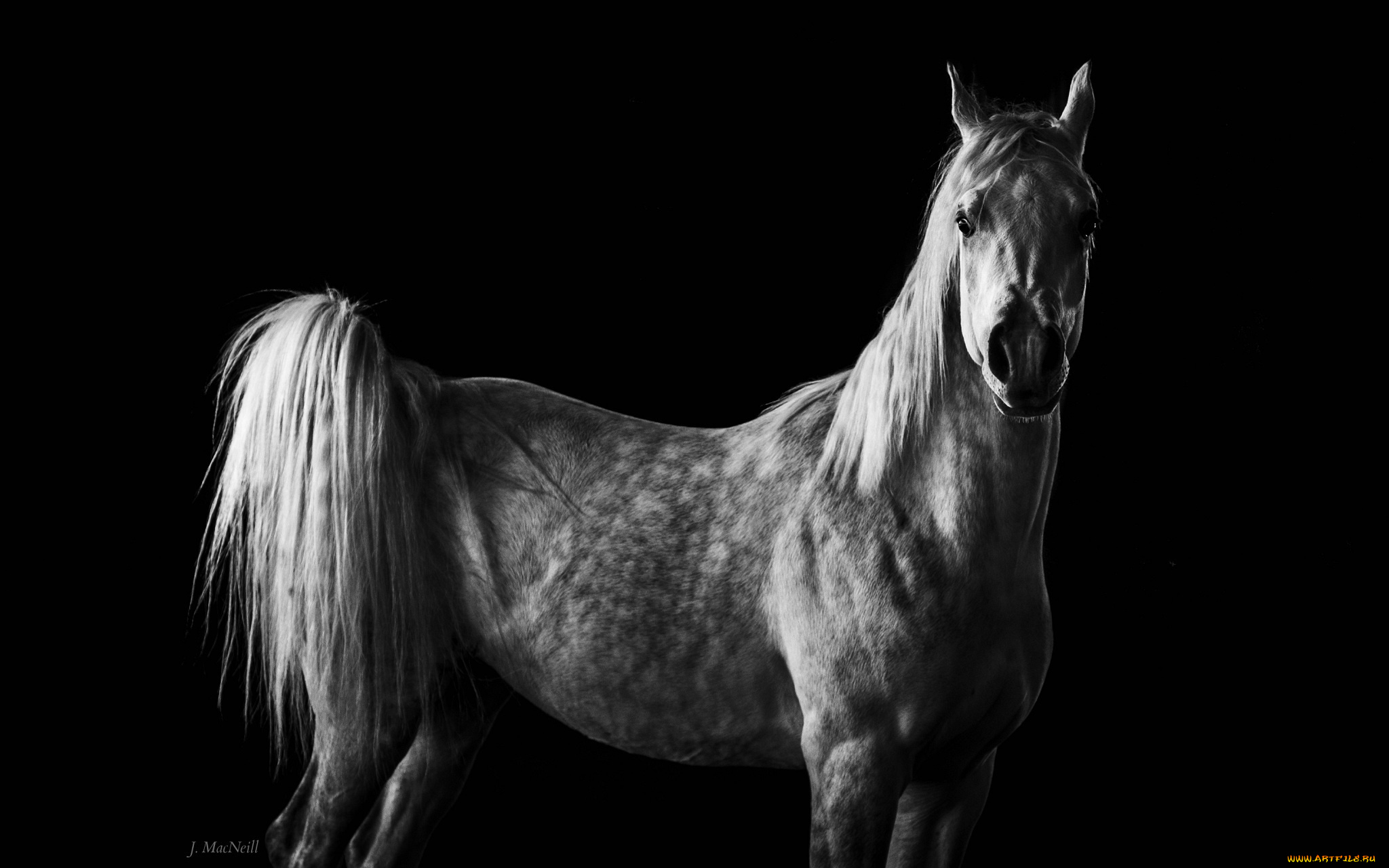животные, лошади, черно-белое, хвост, грива, конь, серый