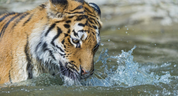 обоя животные, тигры, купание, брызги, вода, морда, кошка