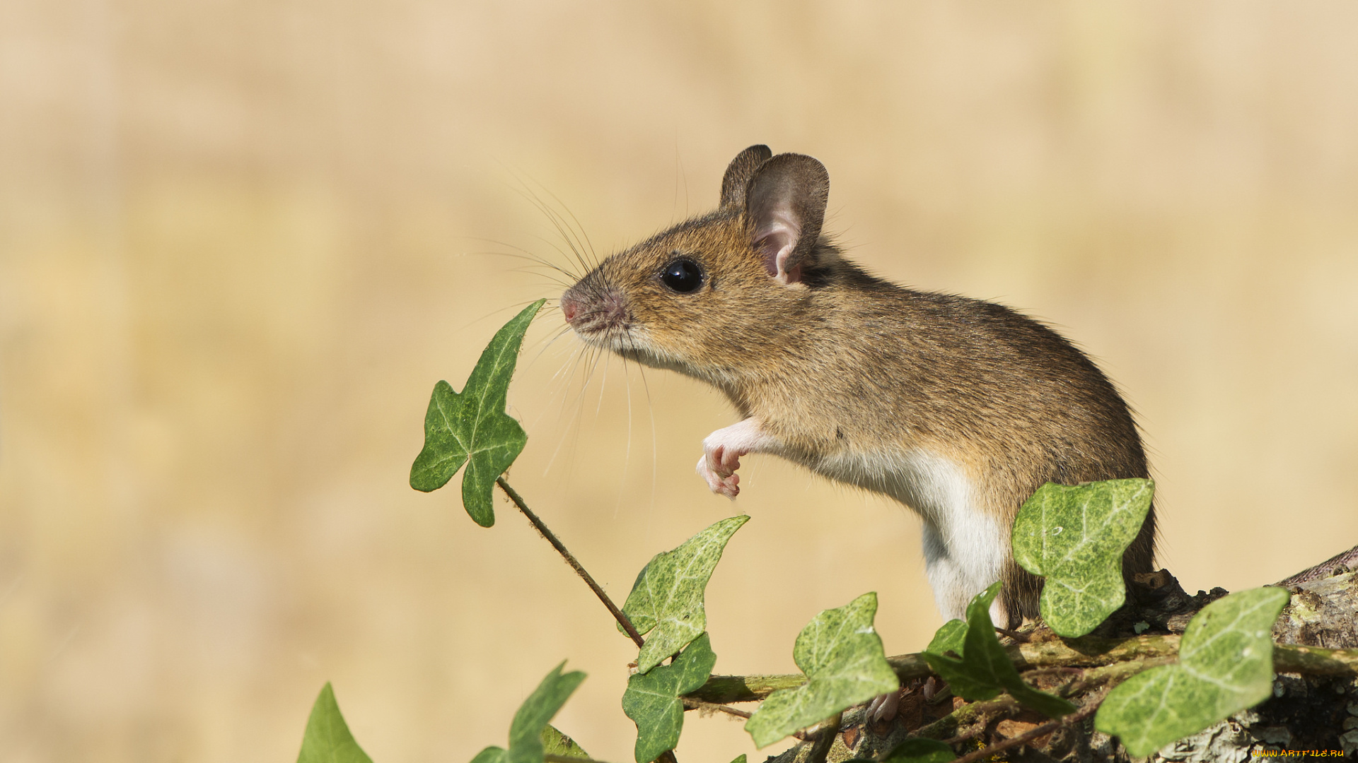 животные, крысы, , мыши, мышь, фон, листья, растения