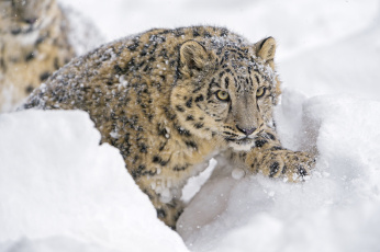 Картинка животные снежный+барс+ ирбис хищник кошка детёныш молодой морда смотрит снег зима зоопарк барс