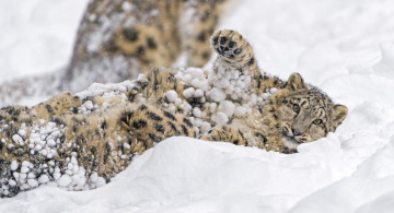 Картинка животные снежный+барс+ ирбис лапа морда хищник барс кошка молодой детёныш зима пятна игра снег мех зоопарк