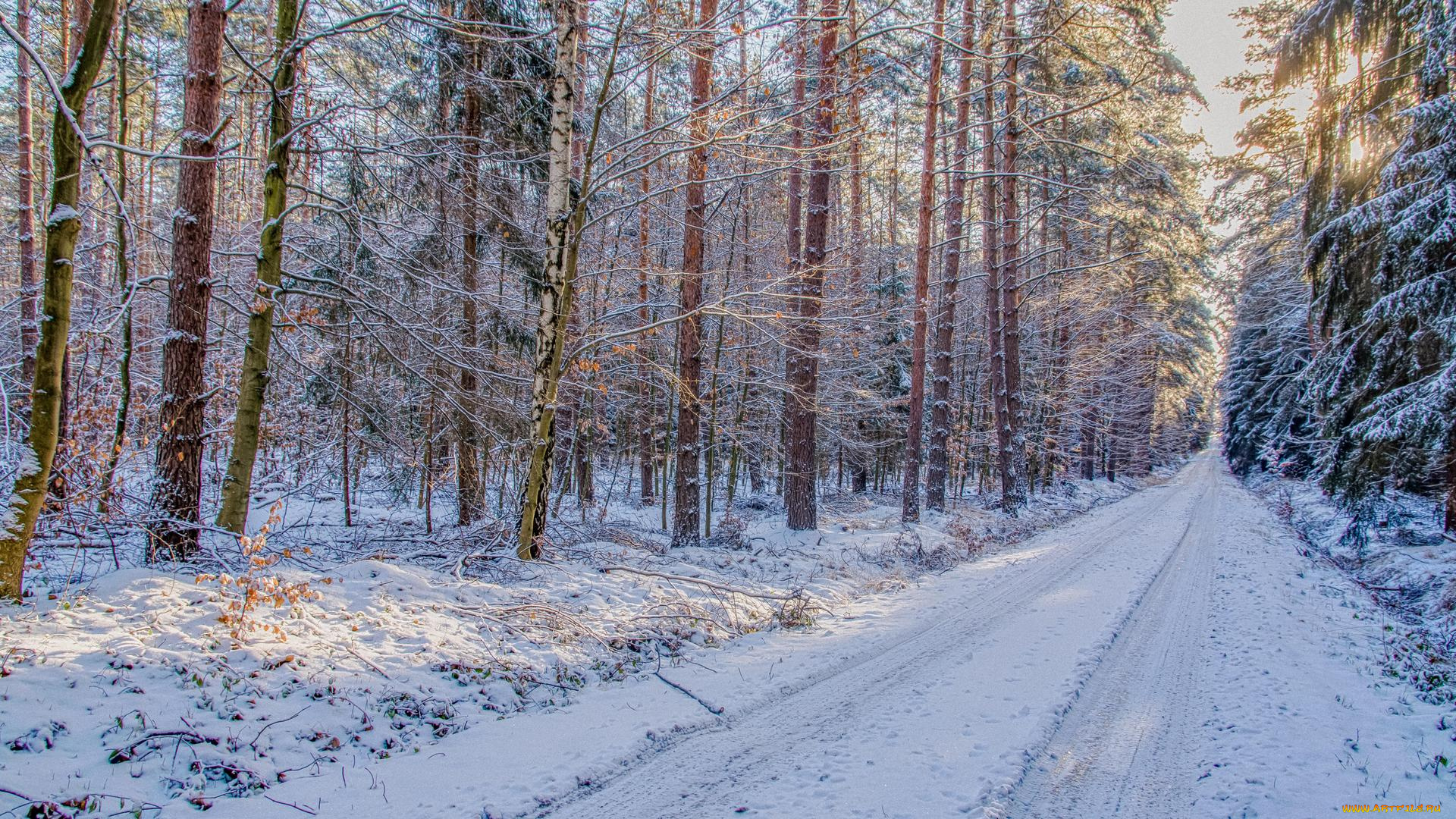 природа, дороги, деревья, лес, снег