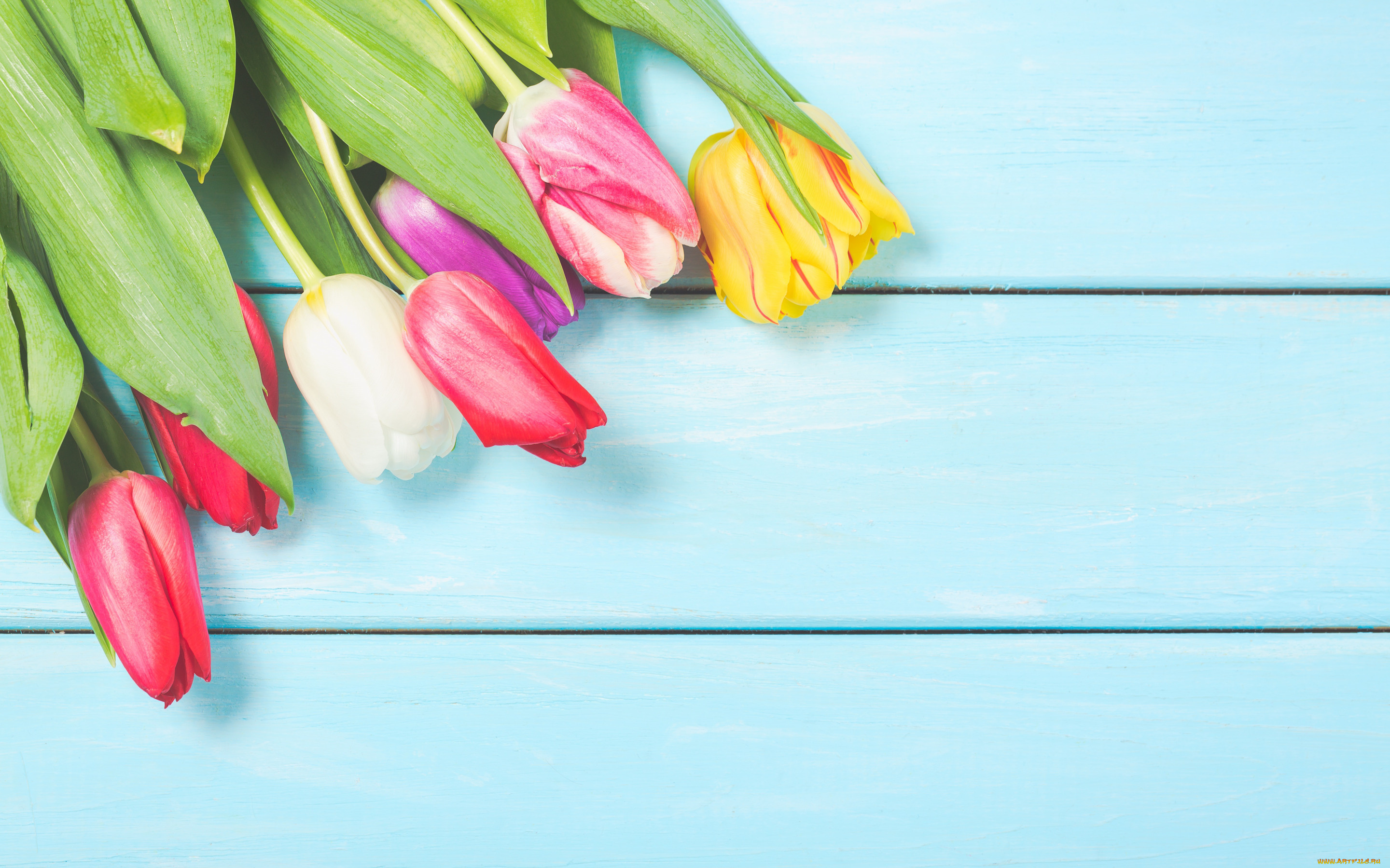 цветы, тюльпаны, colorful, wood, flowers, tulips, spring