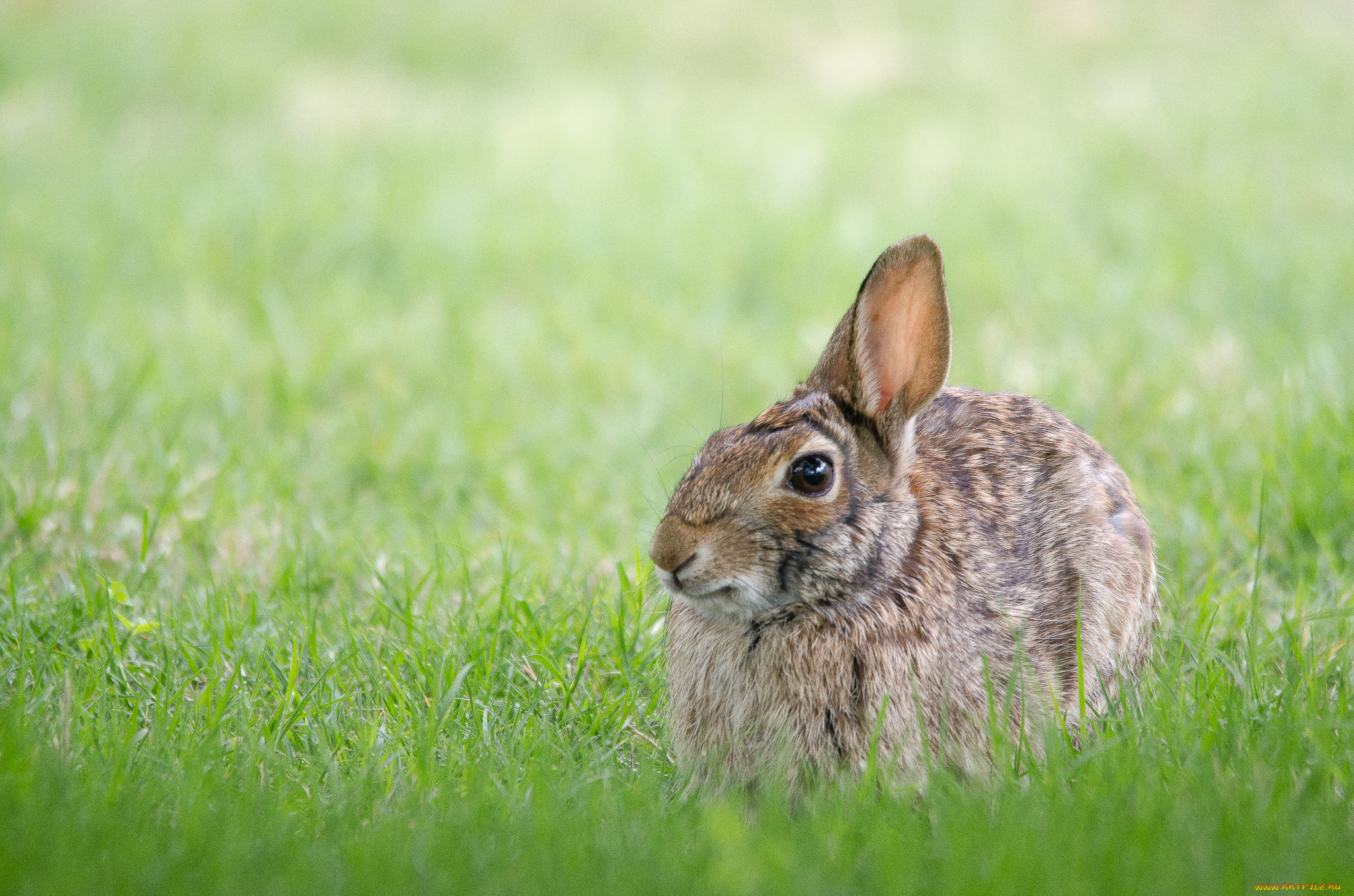 животные, кролики, , зайцы, трава, заяц, серый, русак