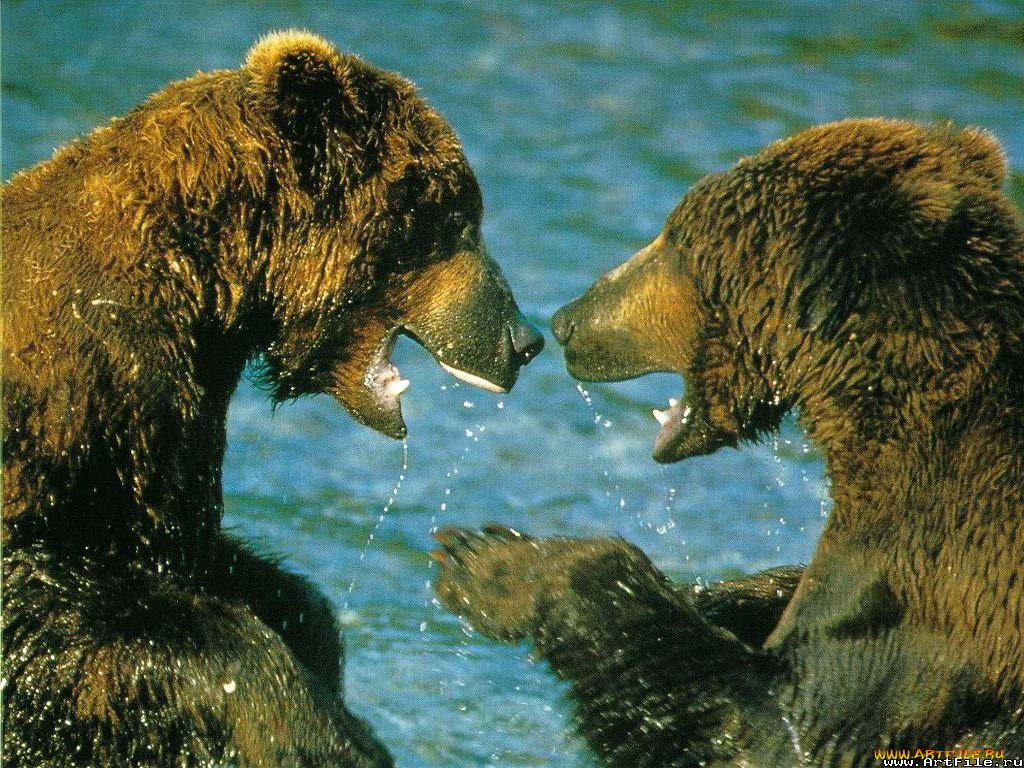 медведи, купаются, животные