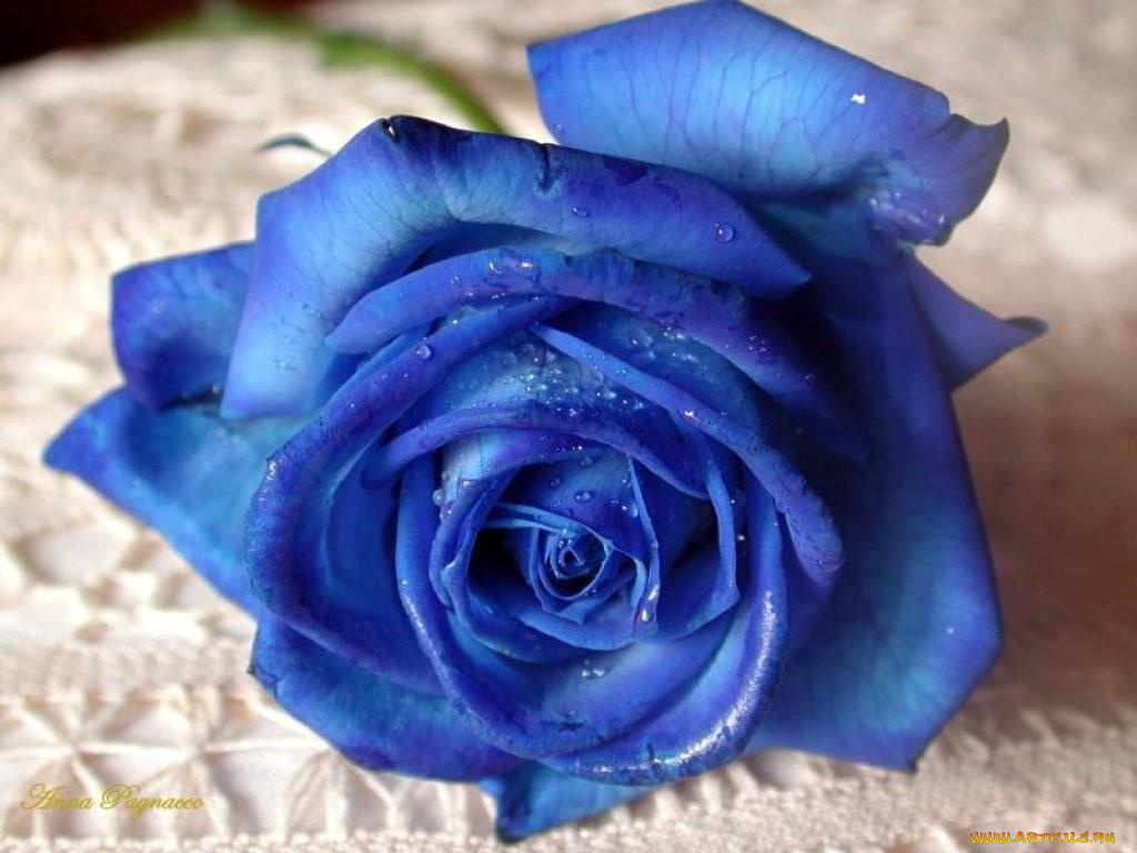 голубая, роза, цветы, розы
