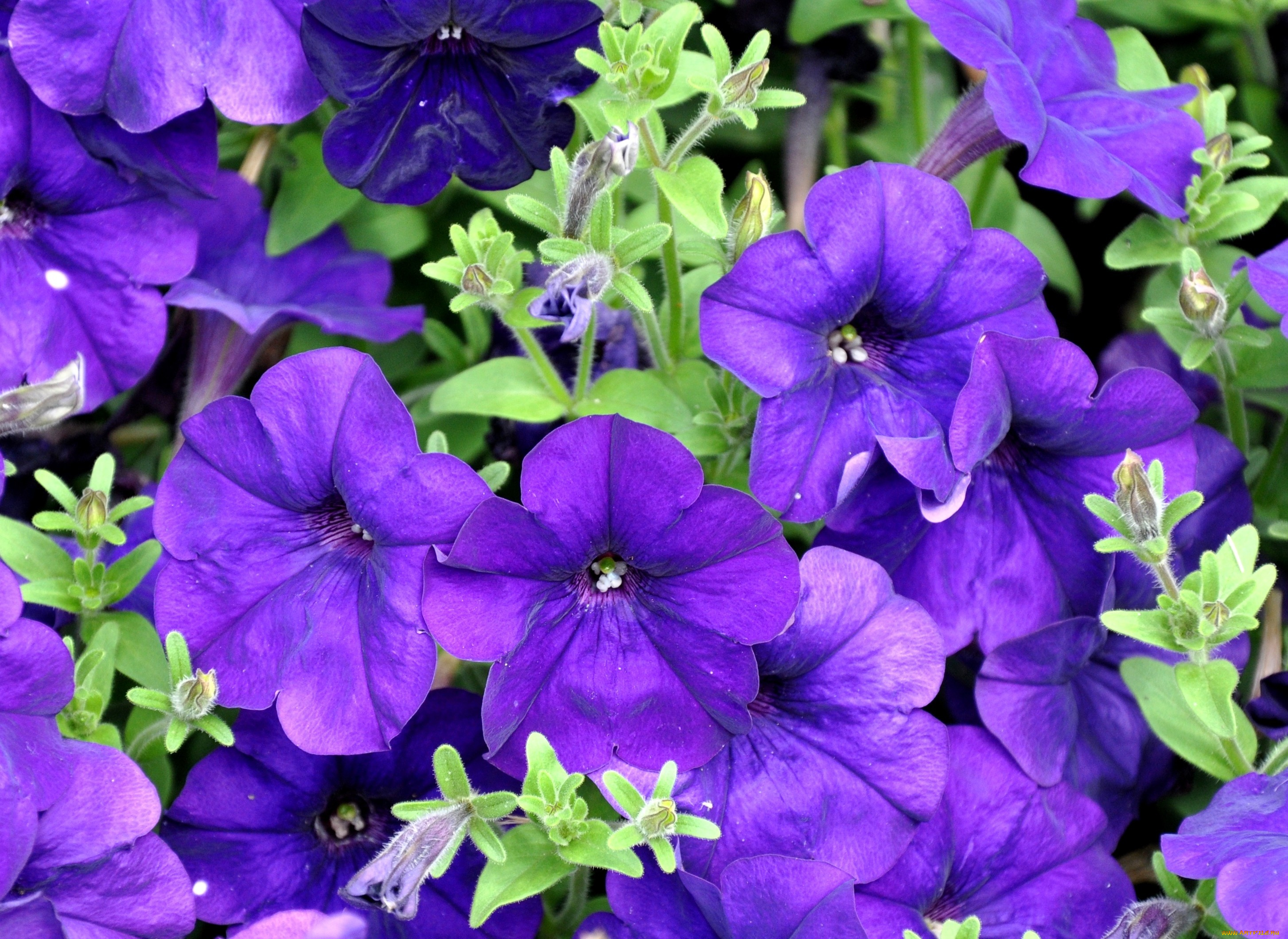 цветы, петунии, калибрахоа, фиолетовый