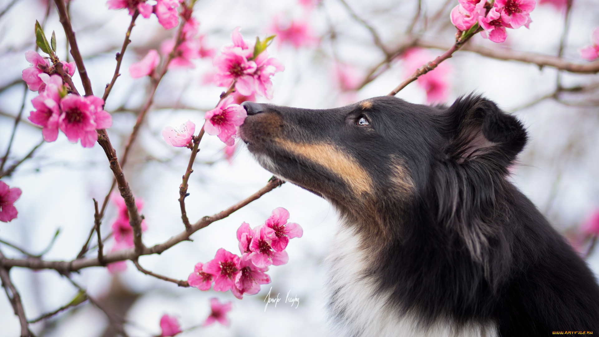 животные, собаки, собака, весна, сад