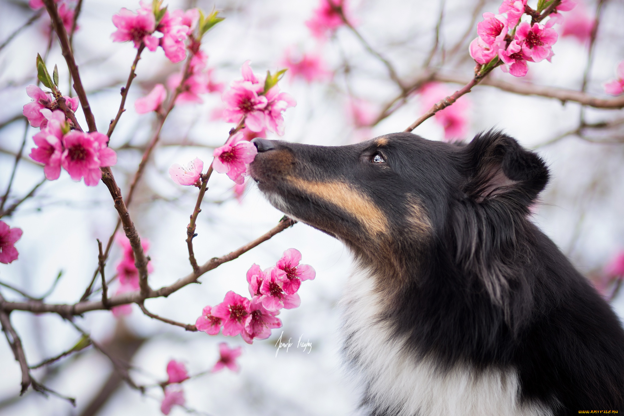 животные, собаки, собака, весна, сад