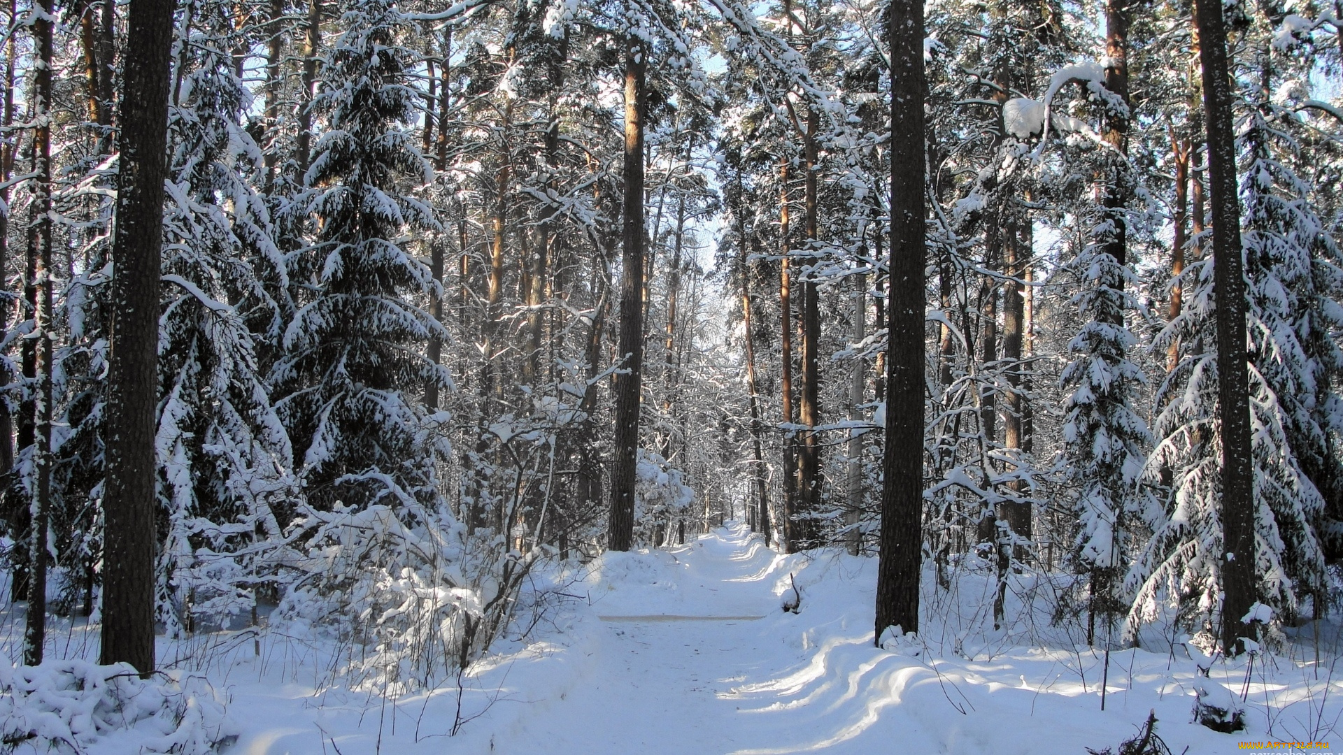 природа, лес, снег, зима