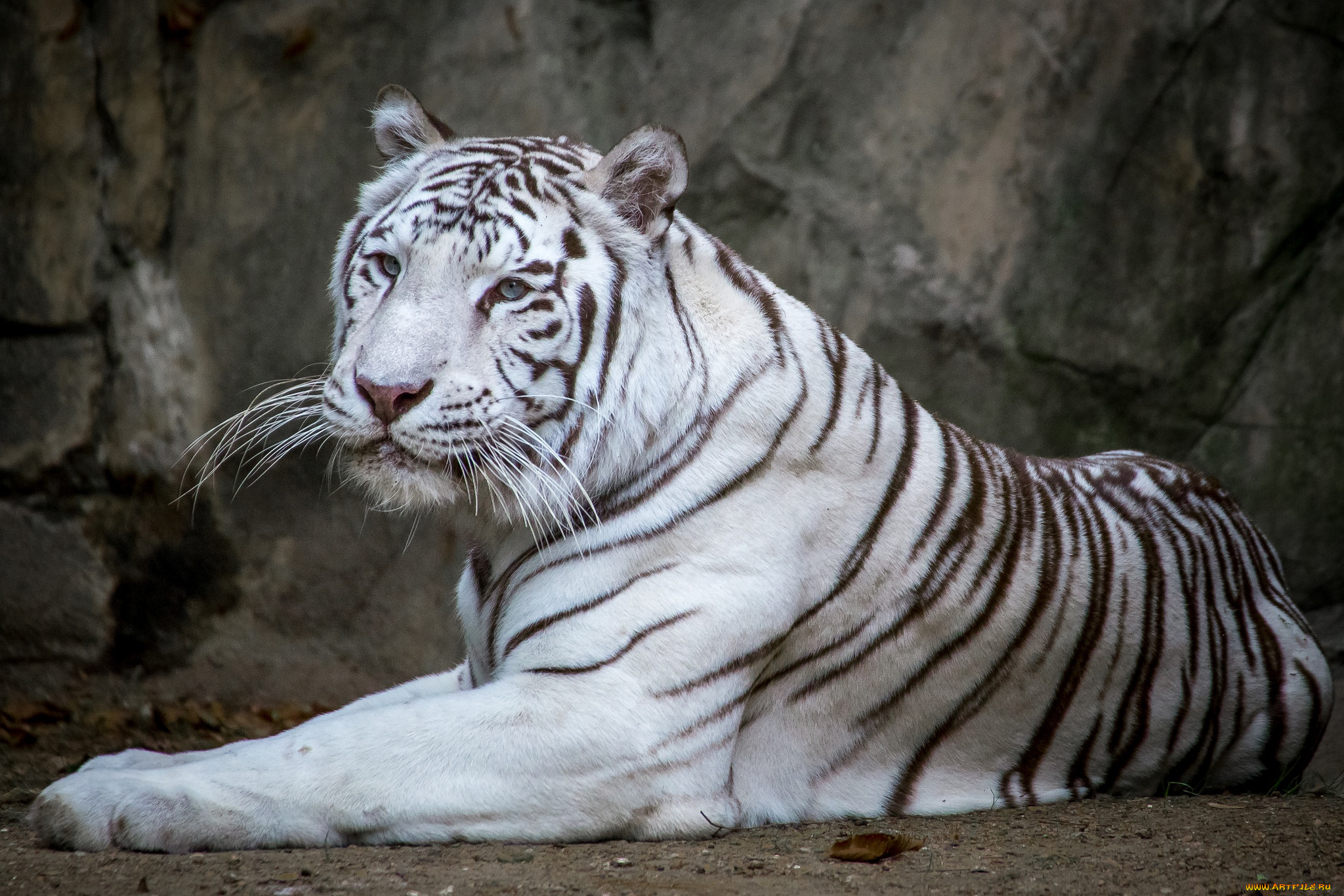 животные, тигры, красавец, белый, тигр