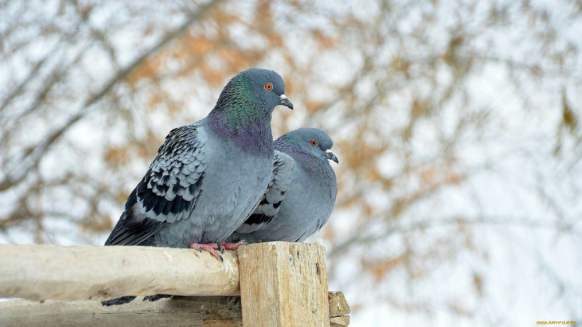 голуби, животные, птицы, зима