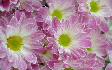 Картинка цветы хризантемы