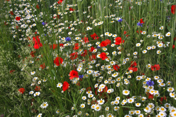 Картинка цветы луговые полевые поле маки ромашки лето