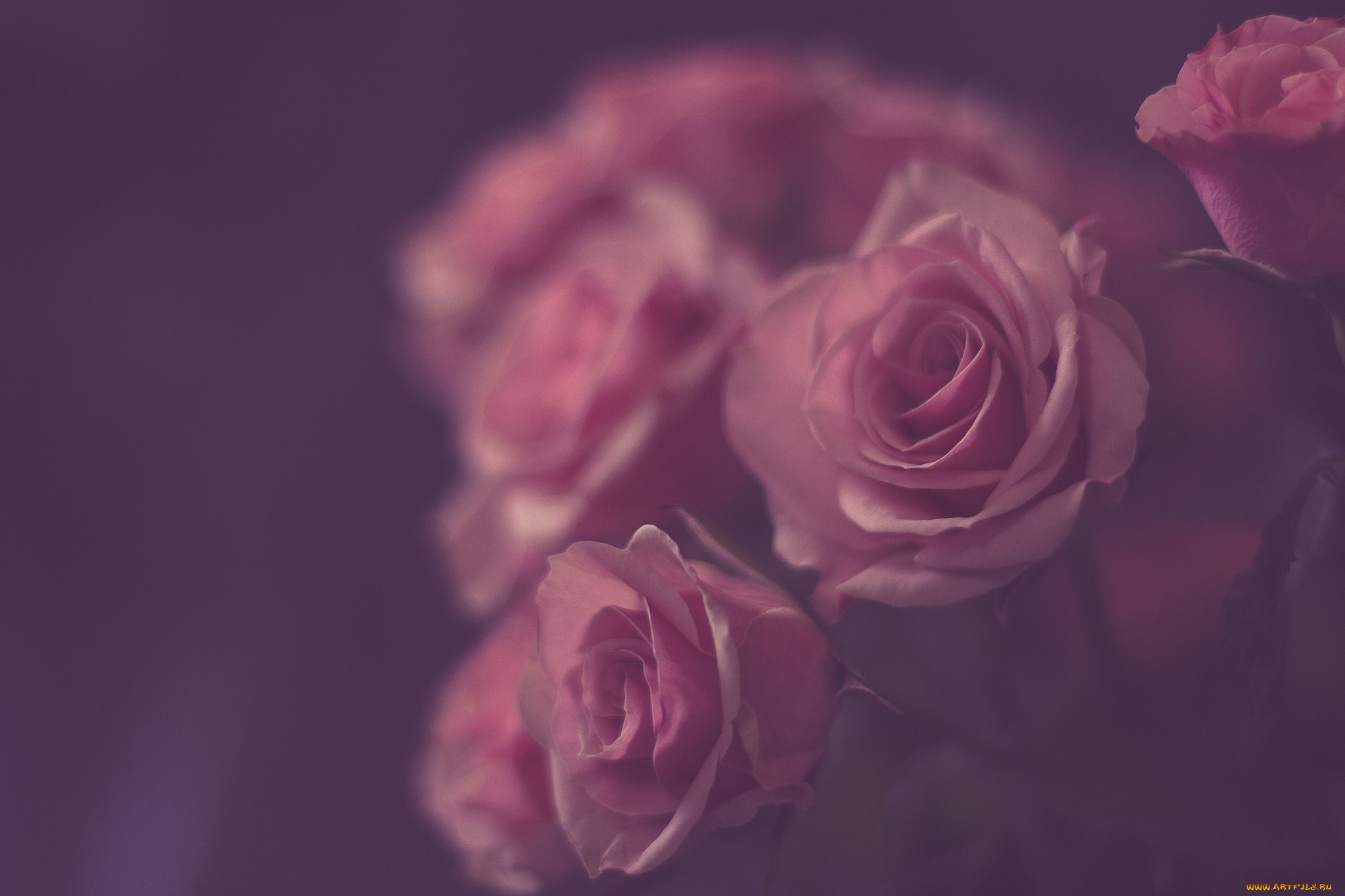 цветы, розы, розовый, винтаж