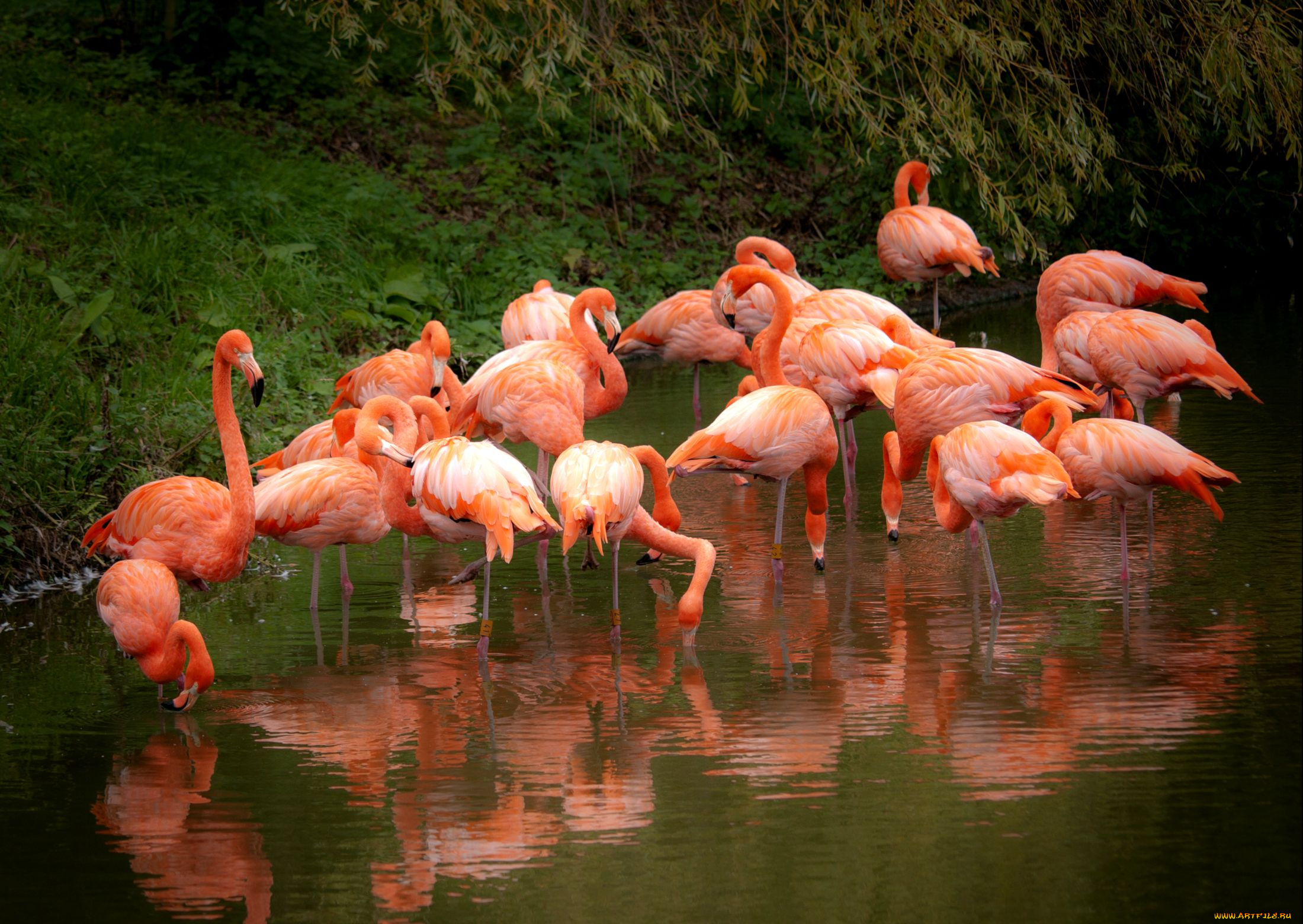 животные, фламинго, розовый, вода, отражение