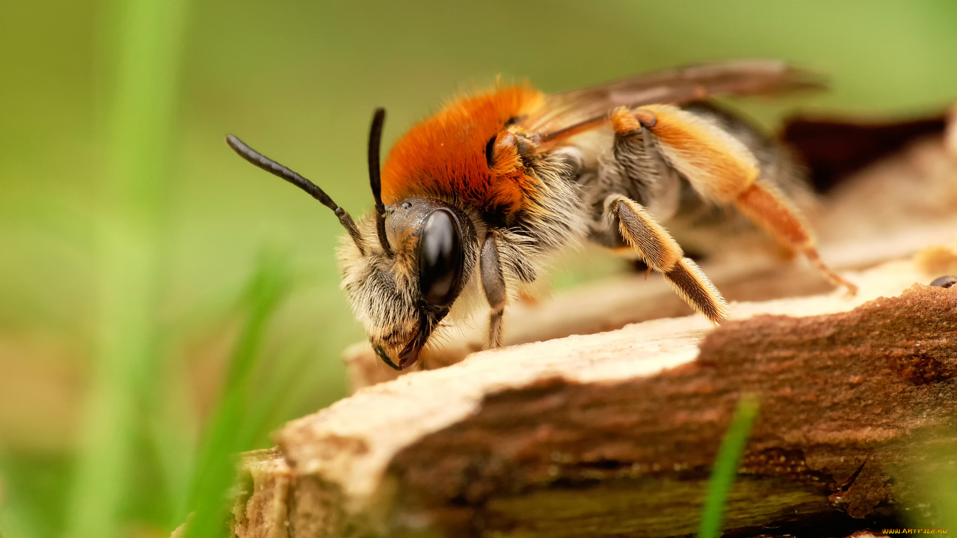 животные, пчелы, , осы, , шмели, пчела, макро, дерево, трава