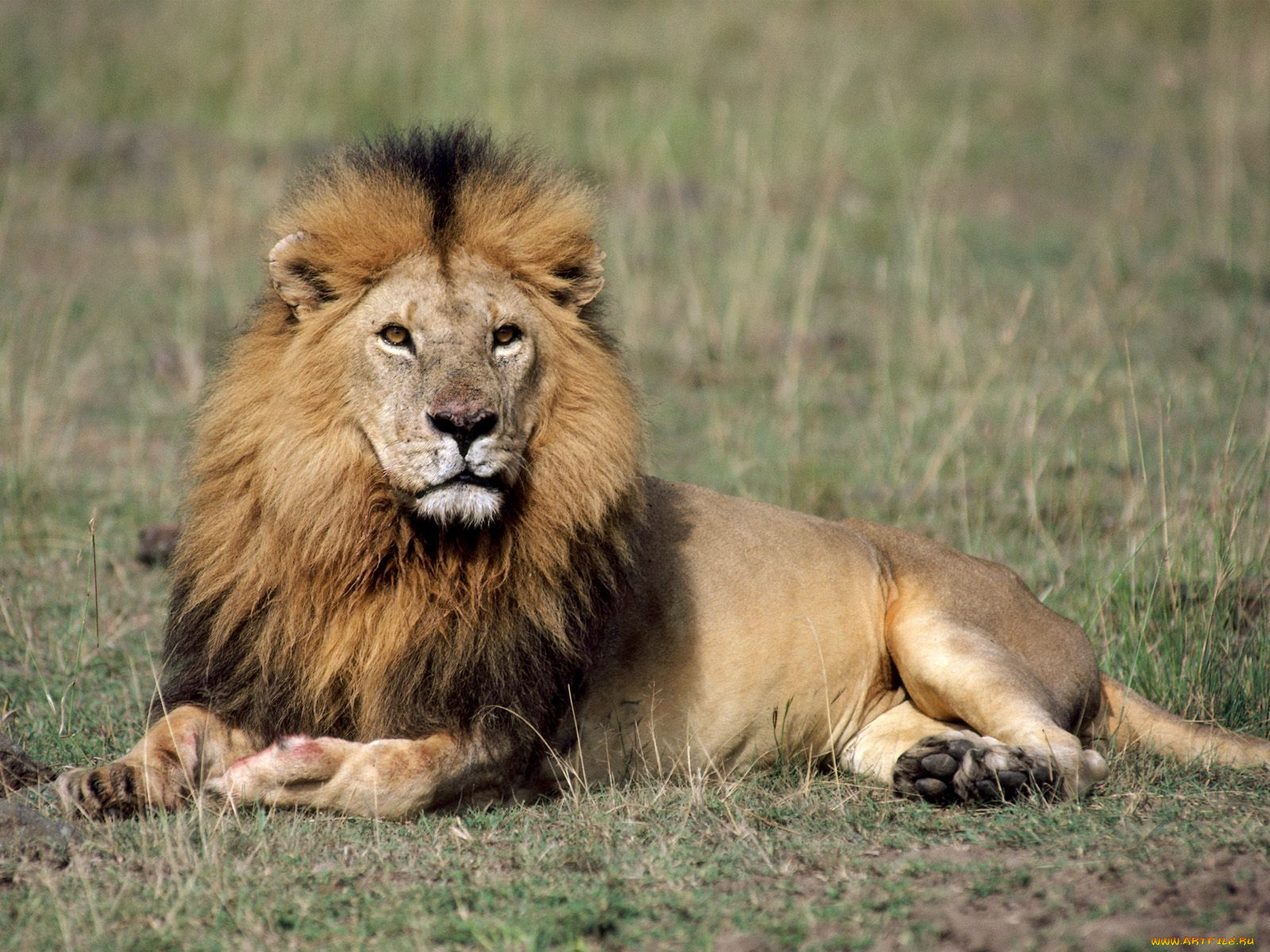 his, royal, highness, lion, животные, львы
