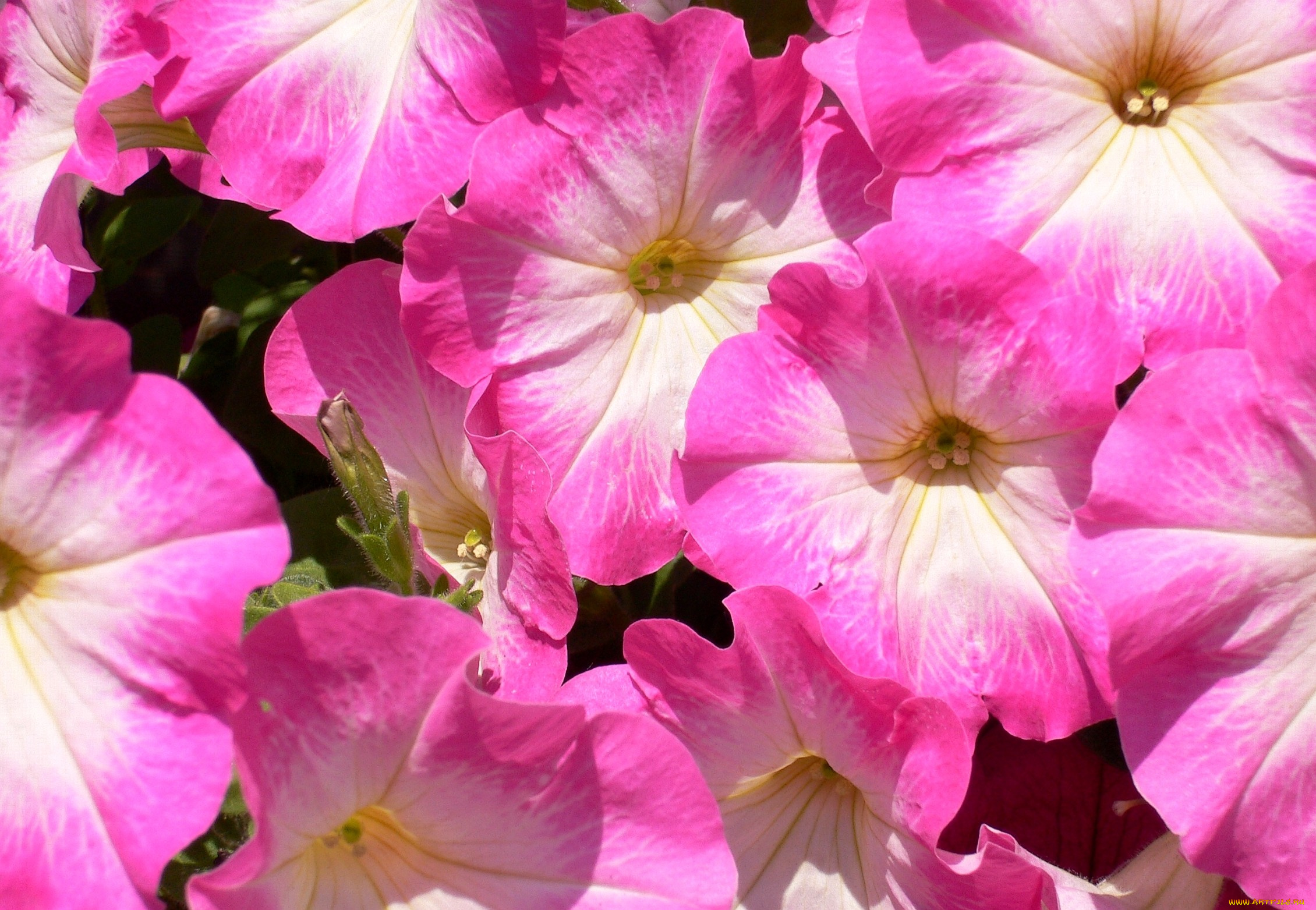 цветы, петунии, калибрахоа, яркий, пестрый, розовый