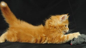Картинка животные коты котенок мейн-кун