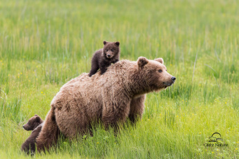Картинка животные медведи мама пассажир