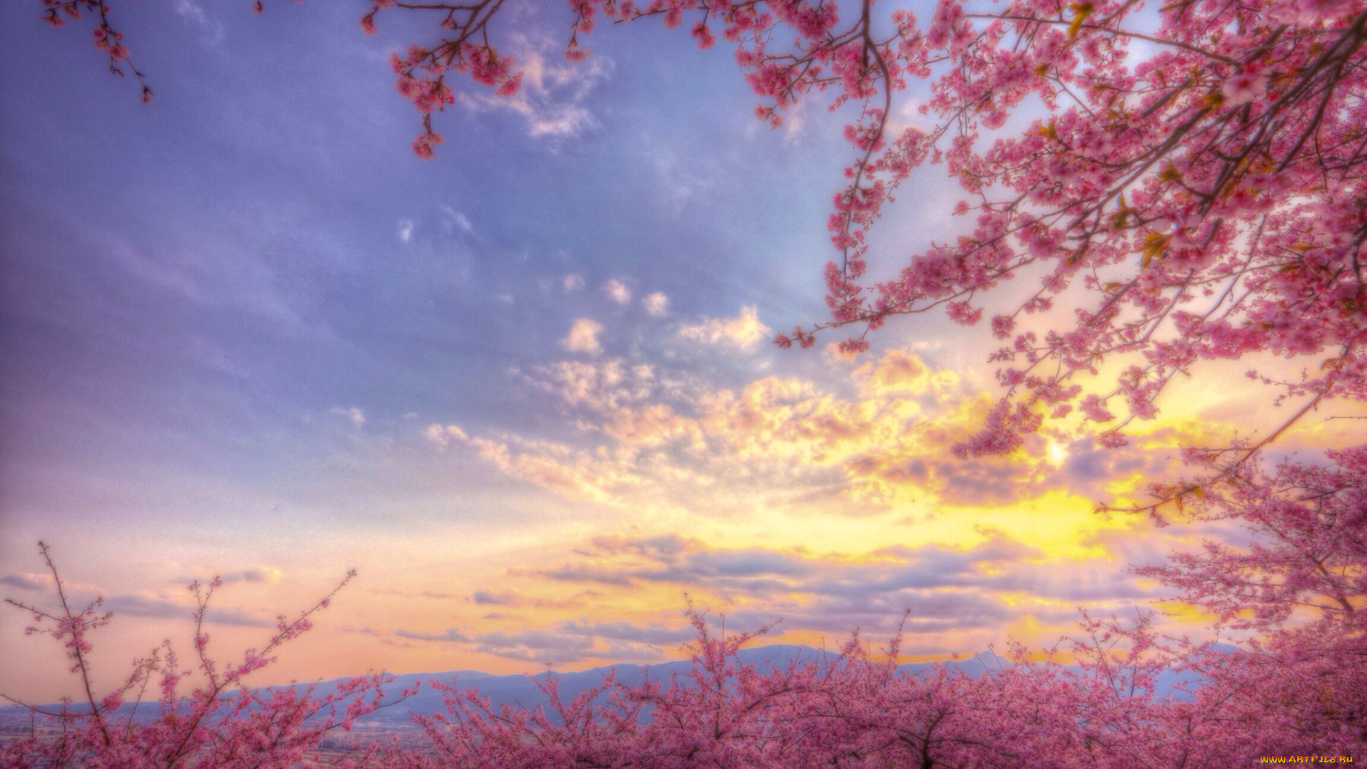 разное, компьютерный, дизайн, розовый, цветение, сакура, небо, весна
