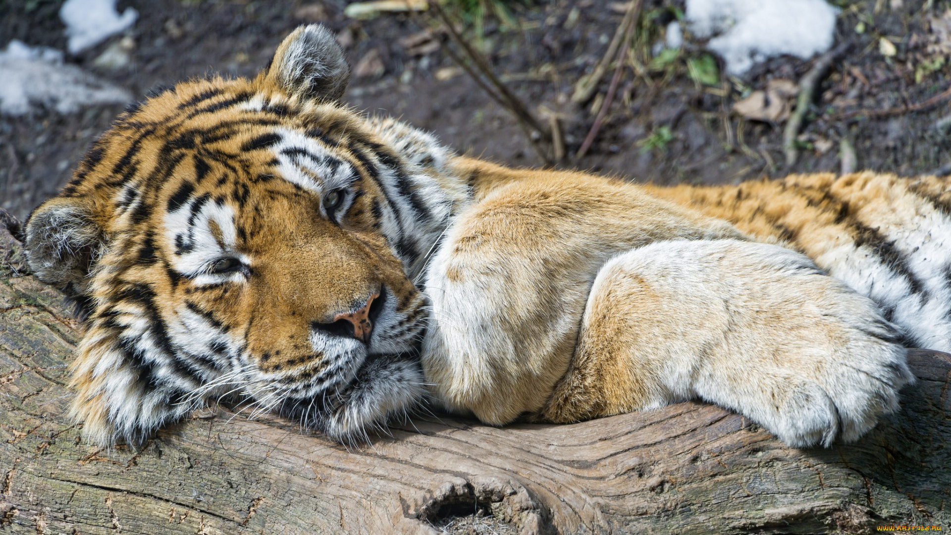 животные, тигры, отдых, сухостой
