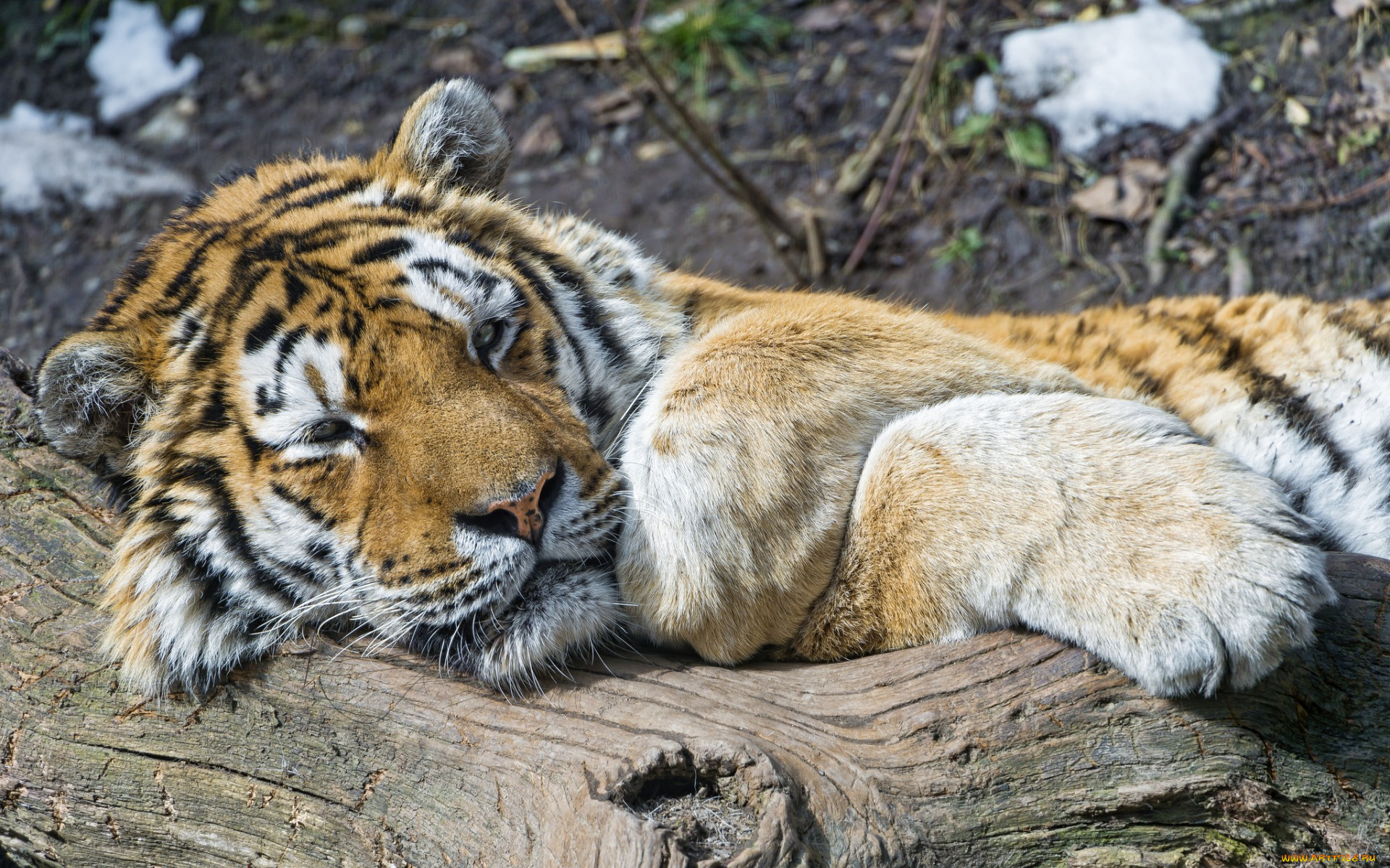 животные, тигры, отдых, сухостой