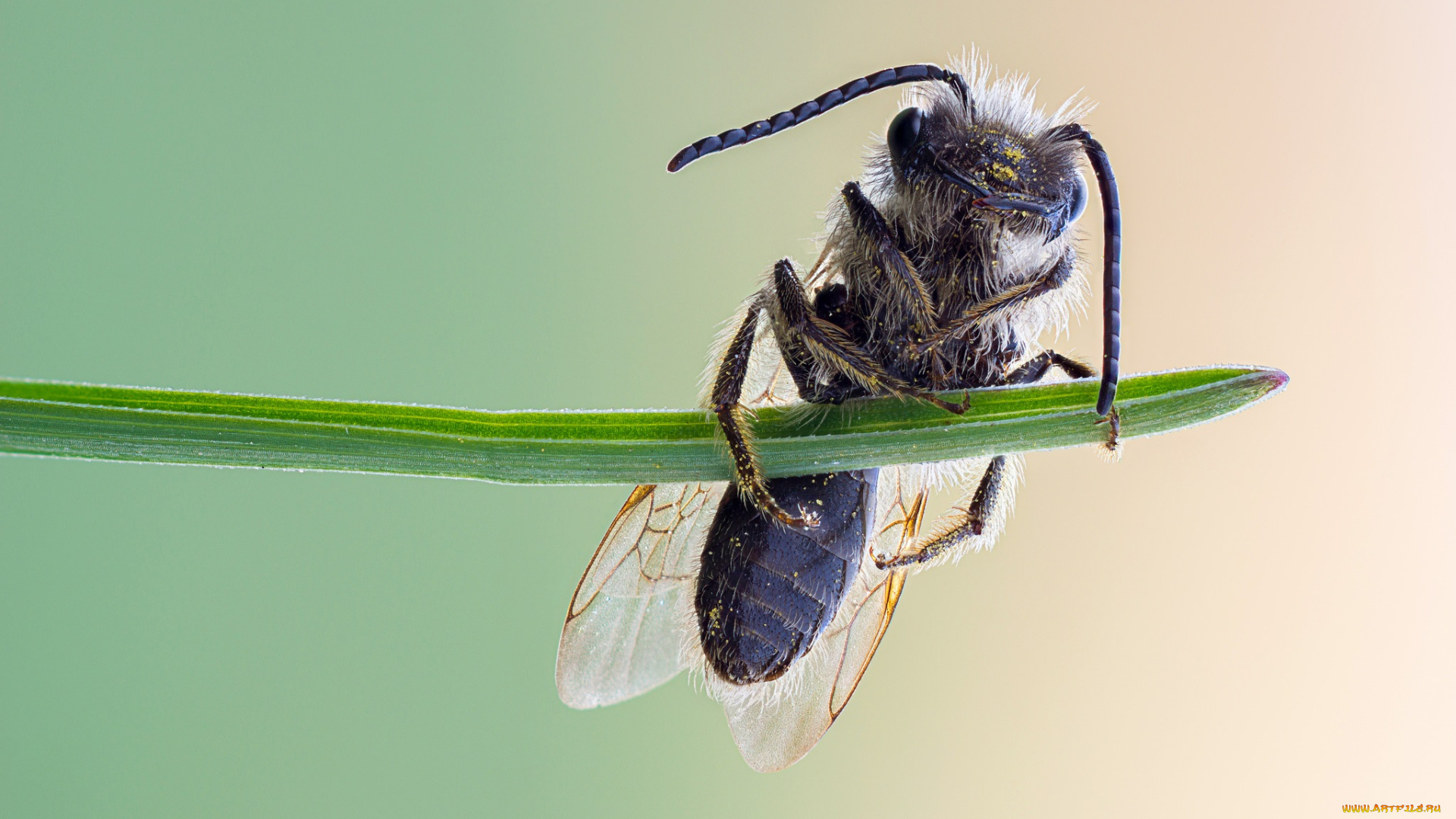 животные, пчелы, , осы, , шмели, зелёный, фон, насекомое, пчела, травинка, макро