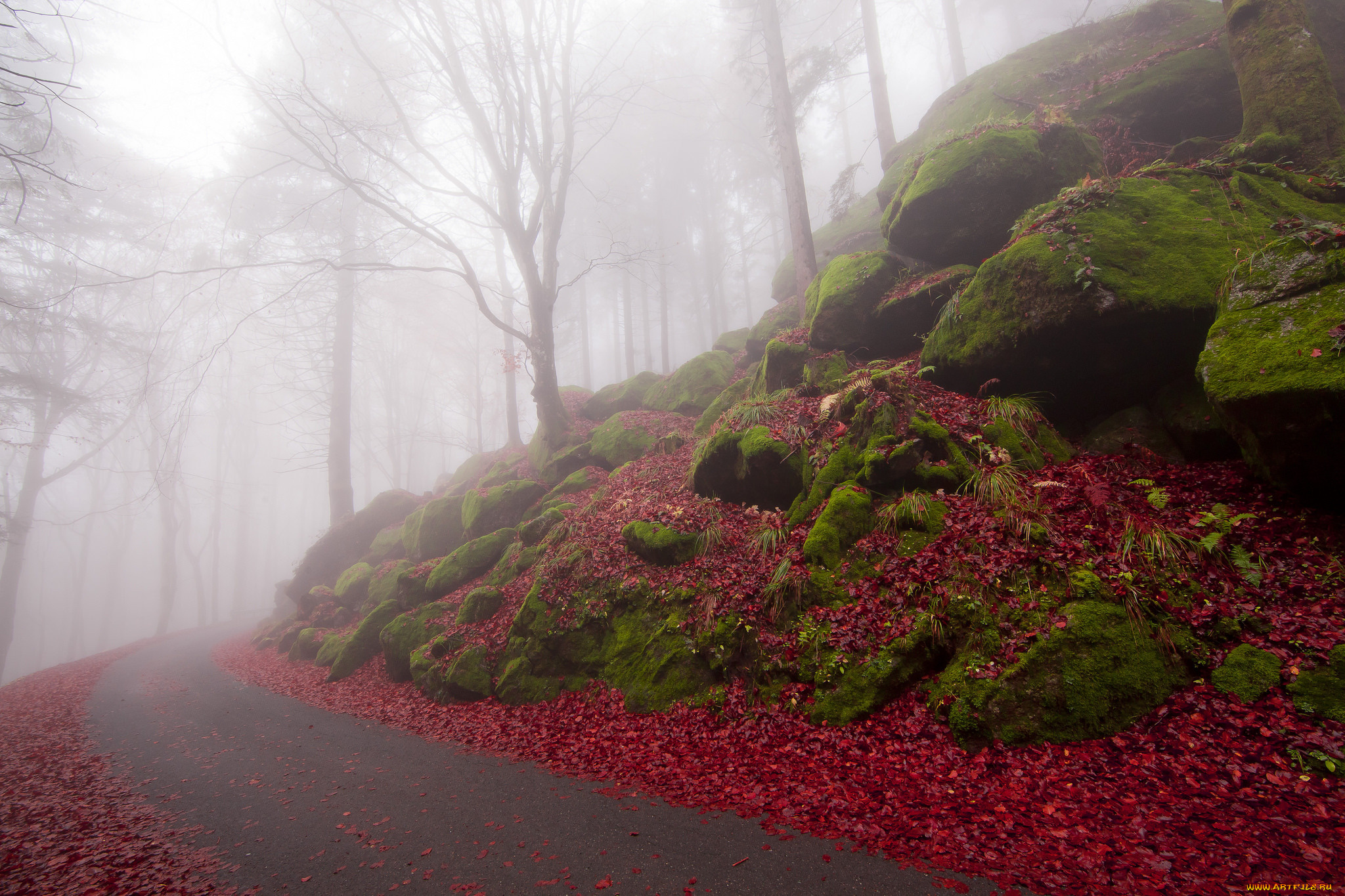 природа, дороги, лес, дорога, туман, осень, красные, листья