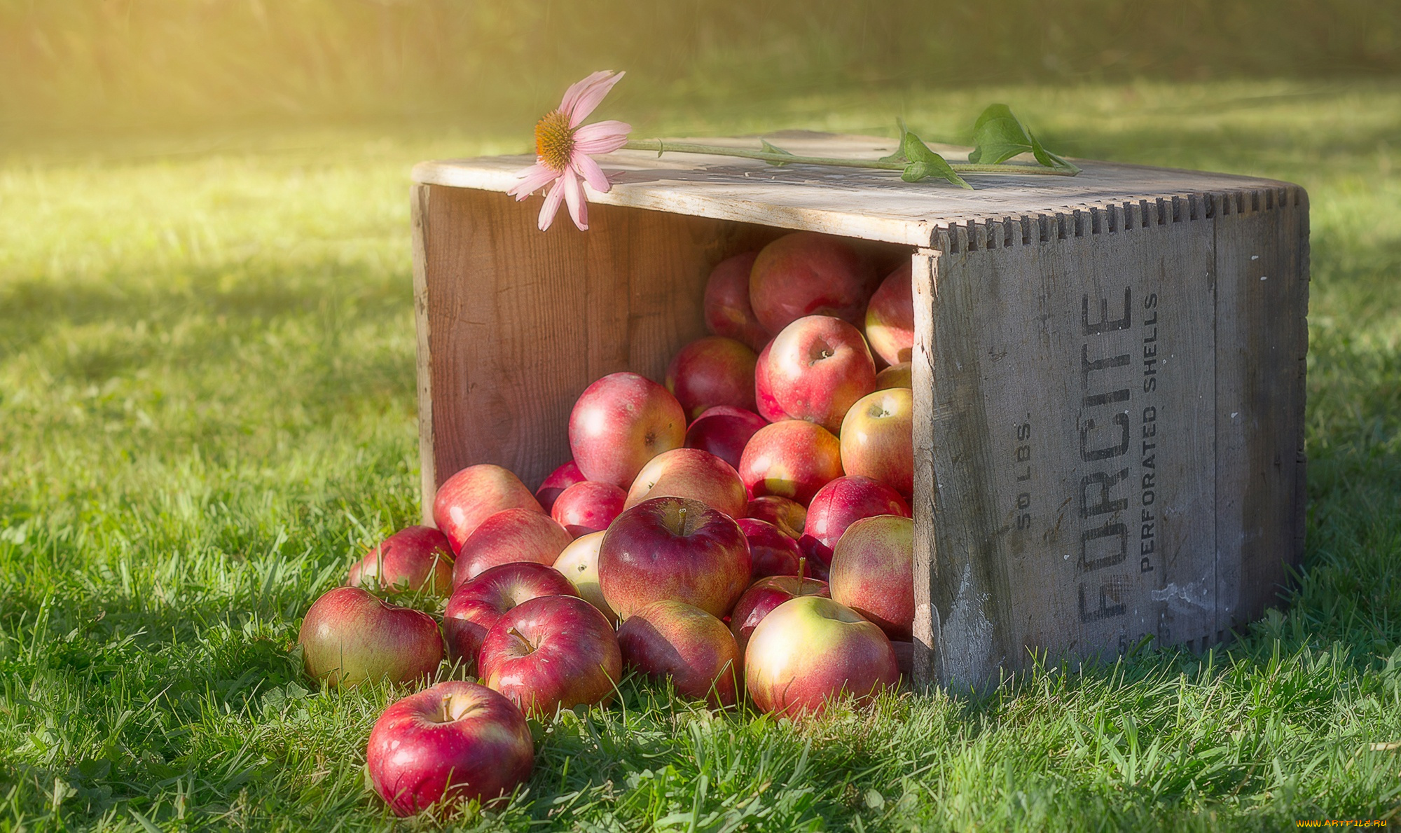 еда, Яблоки, цветок, яблоки, трава, ящик