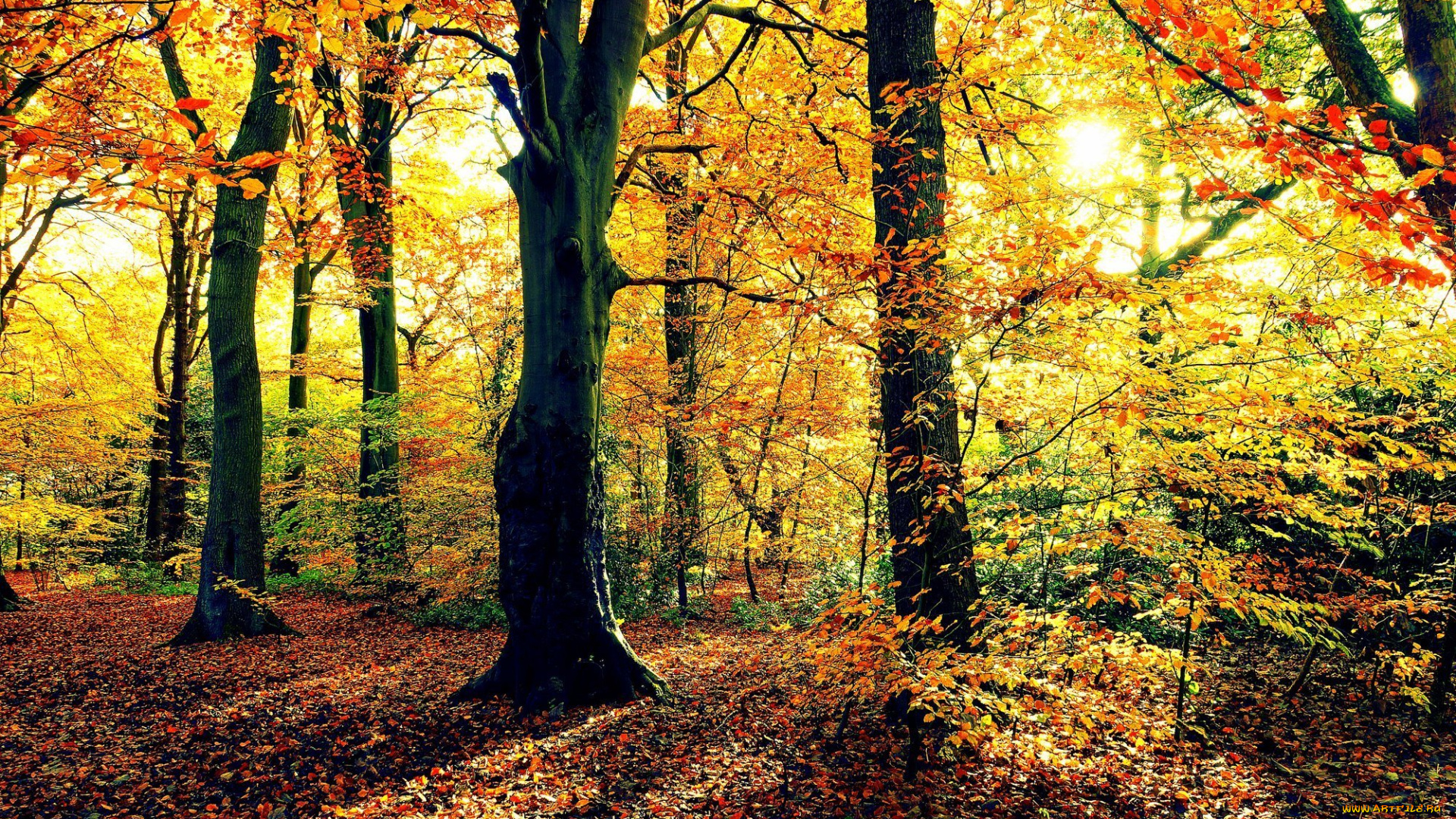 природа, деревья, осень, лес, солнце, листва