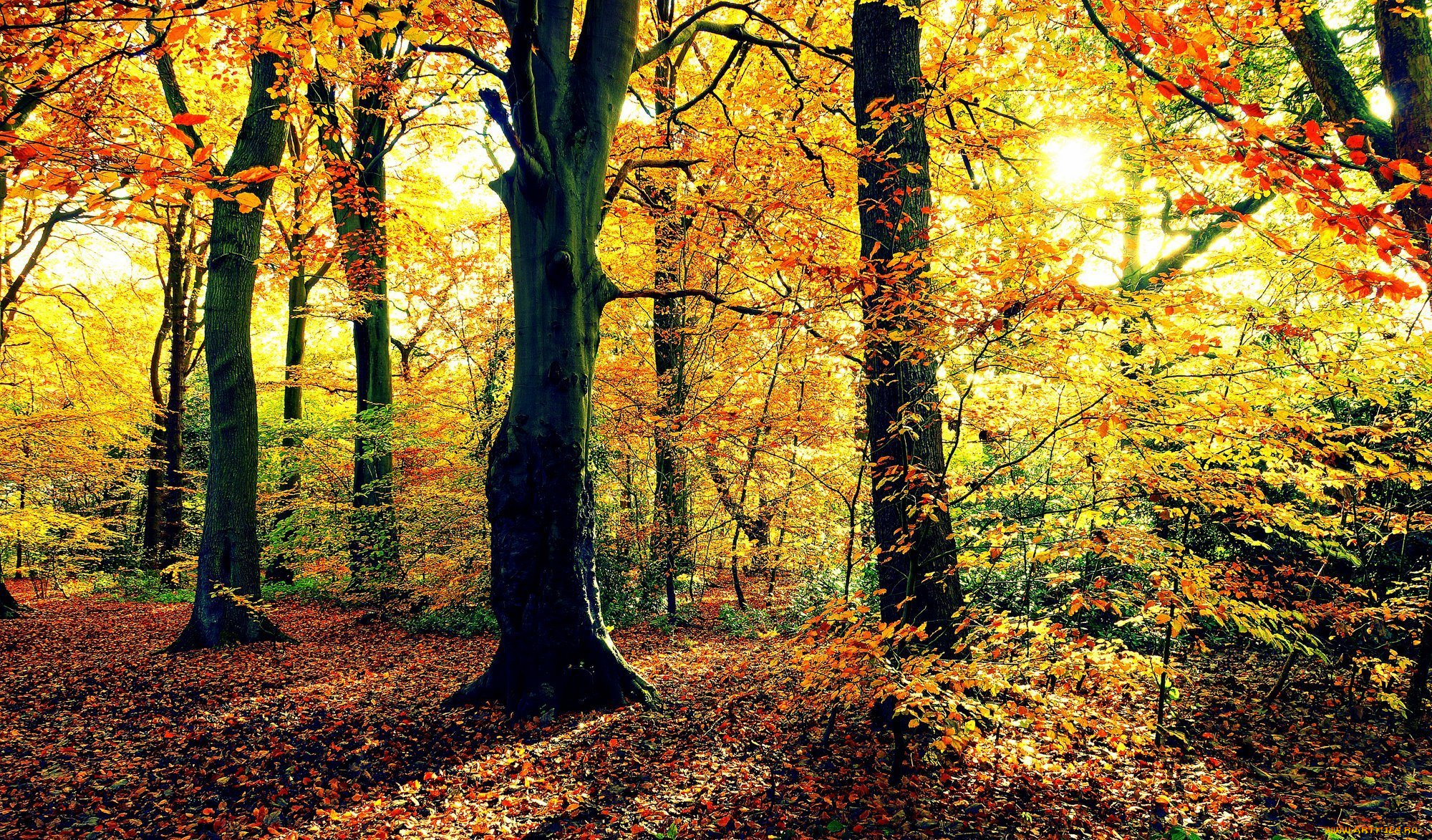 природа, деревья, осень, лес, солнце, листва