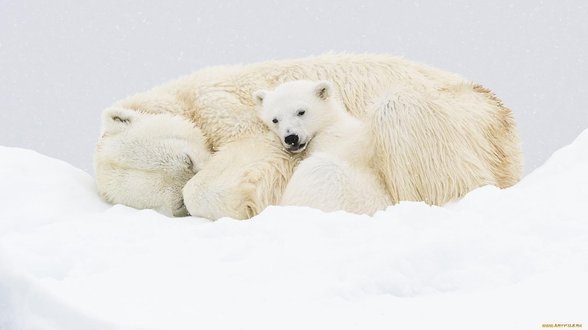 животные, медведи, белые, снег, медвежонок, медведица, полярные