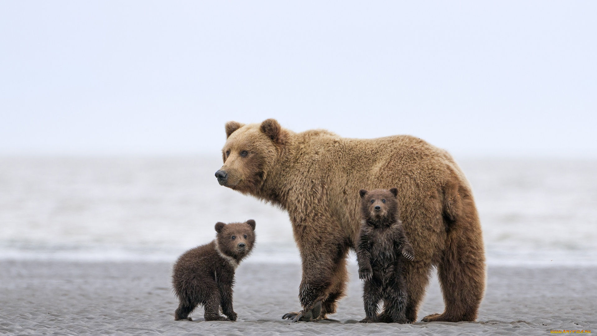 животные, медведи, медведица, медвежата, песок, море, берег