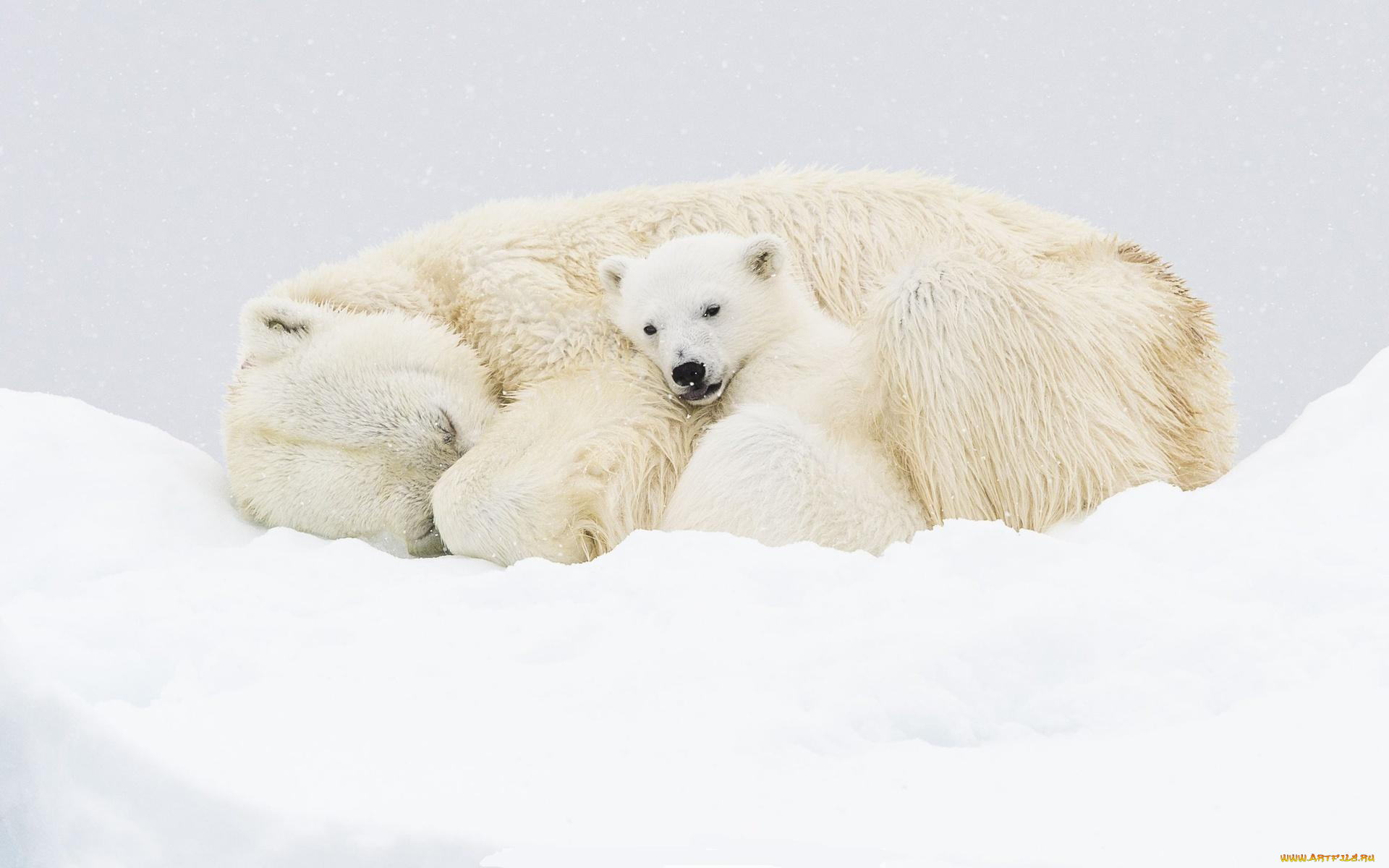 животные, медведи, белые, снег, медвежонок, медведица, полярные