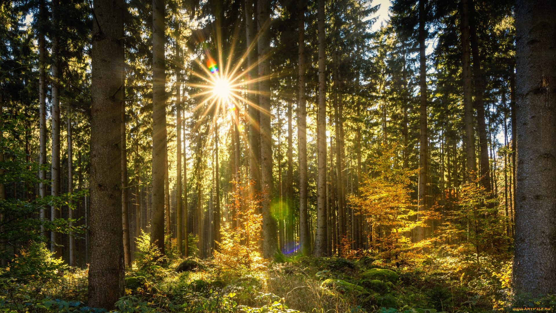 природа, лес, осень, лучи, деревья, солнце