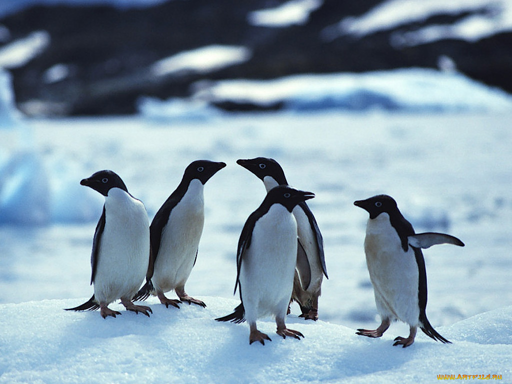 животные, пингвины