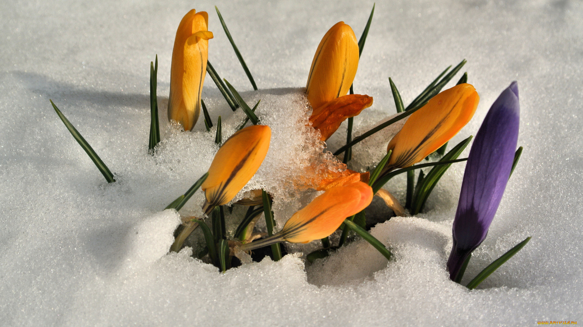 цветы, крокусы, снег