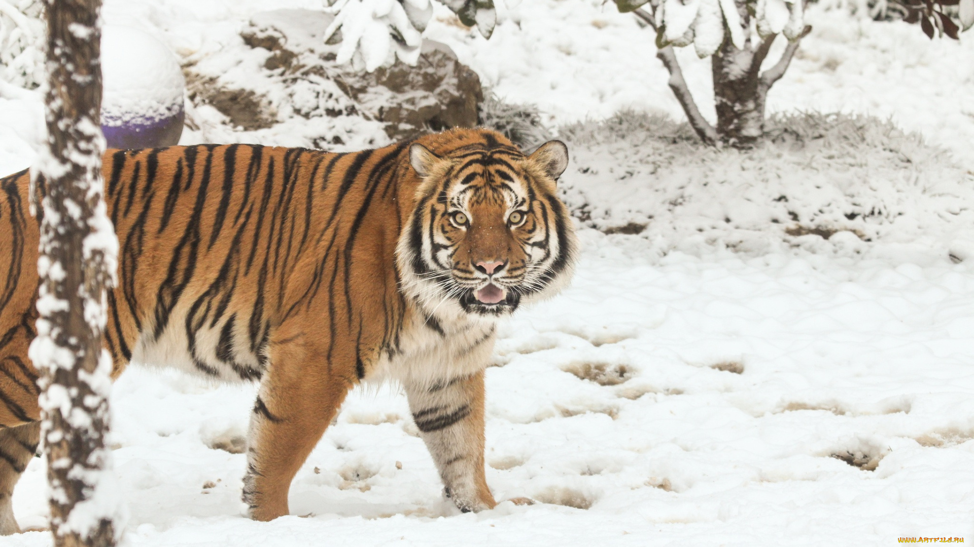 животные, тигры, тигр, зима, снег