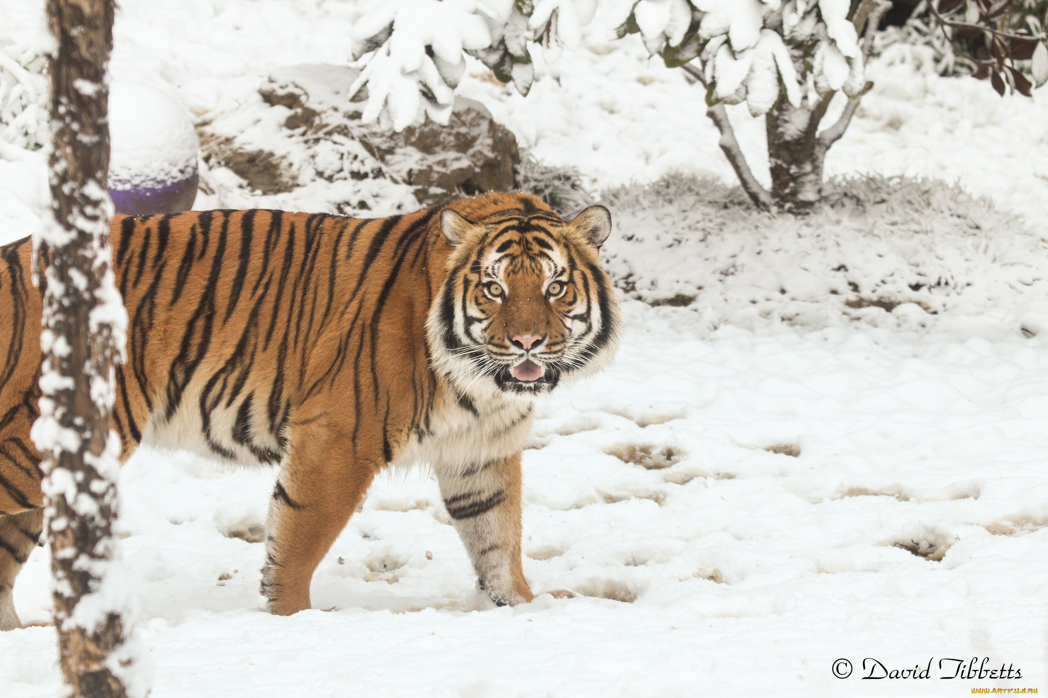 животные, тигры, тигр, зима, снег