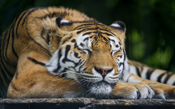 Картинка животные тигры сон