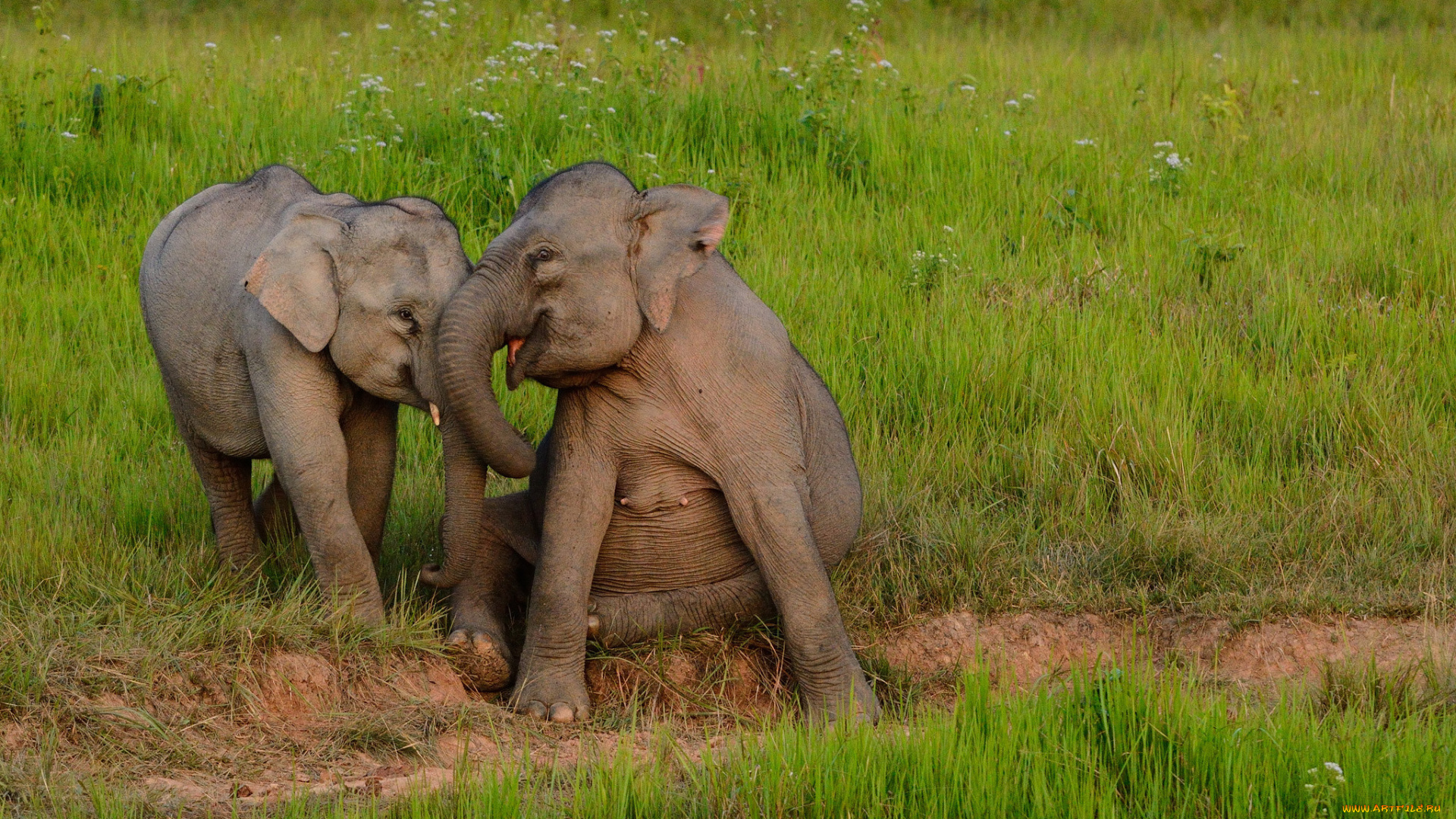 животные, слоны, игра, слонята