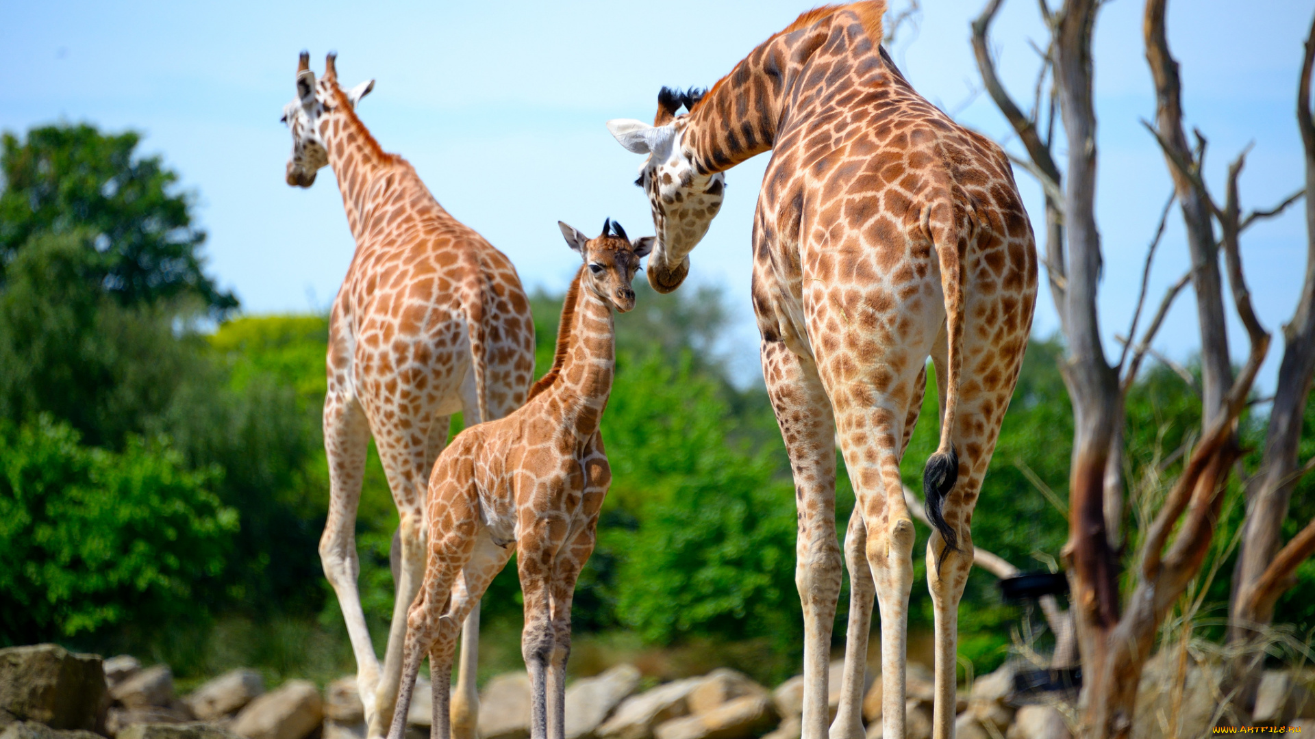животные, жирафы, семейство