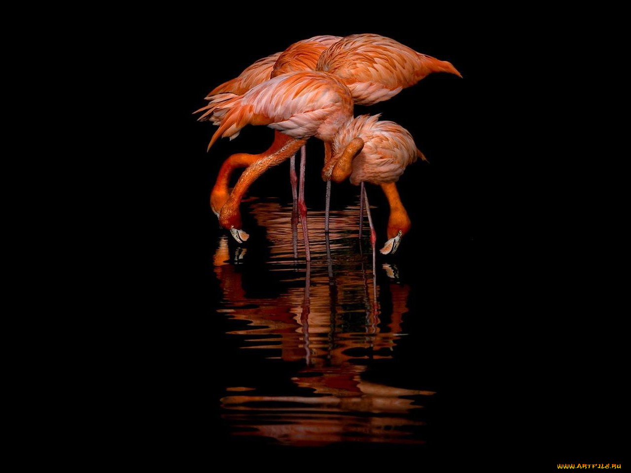 животные, фламинго