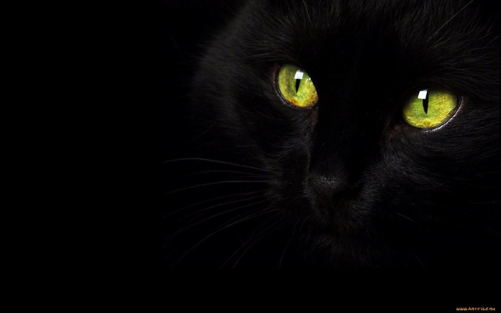 животные, коты, чёрный, кошка, кот, глаза